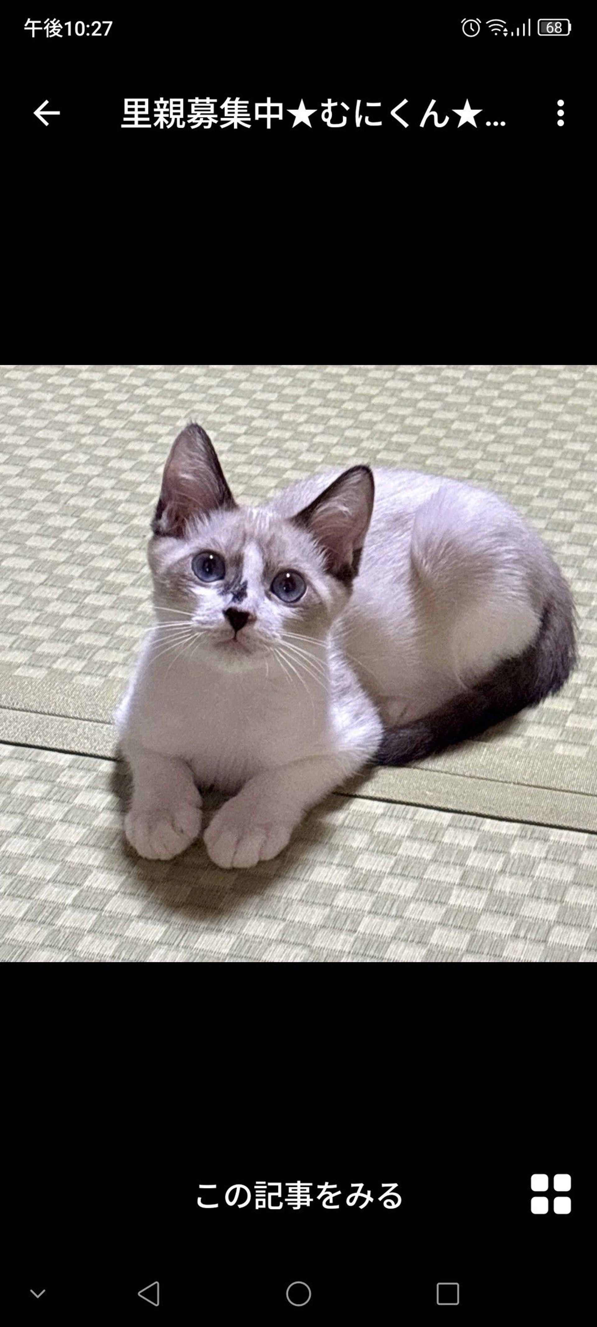 雑種（ミックス猫）・オスの里親募集の写真