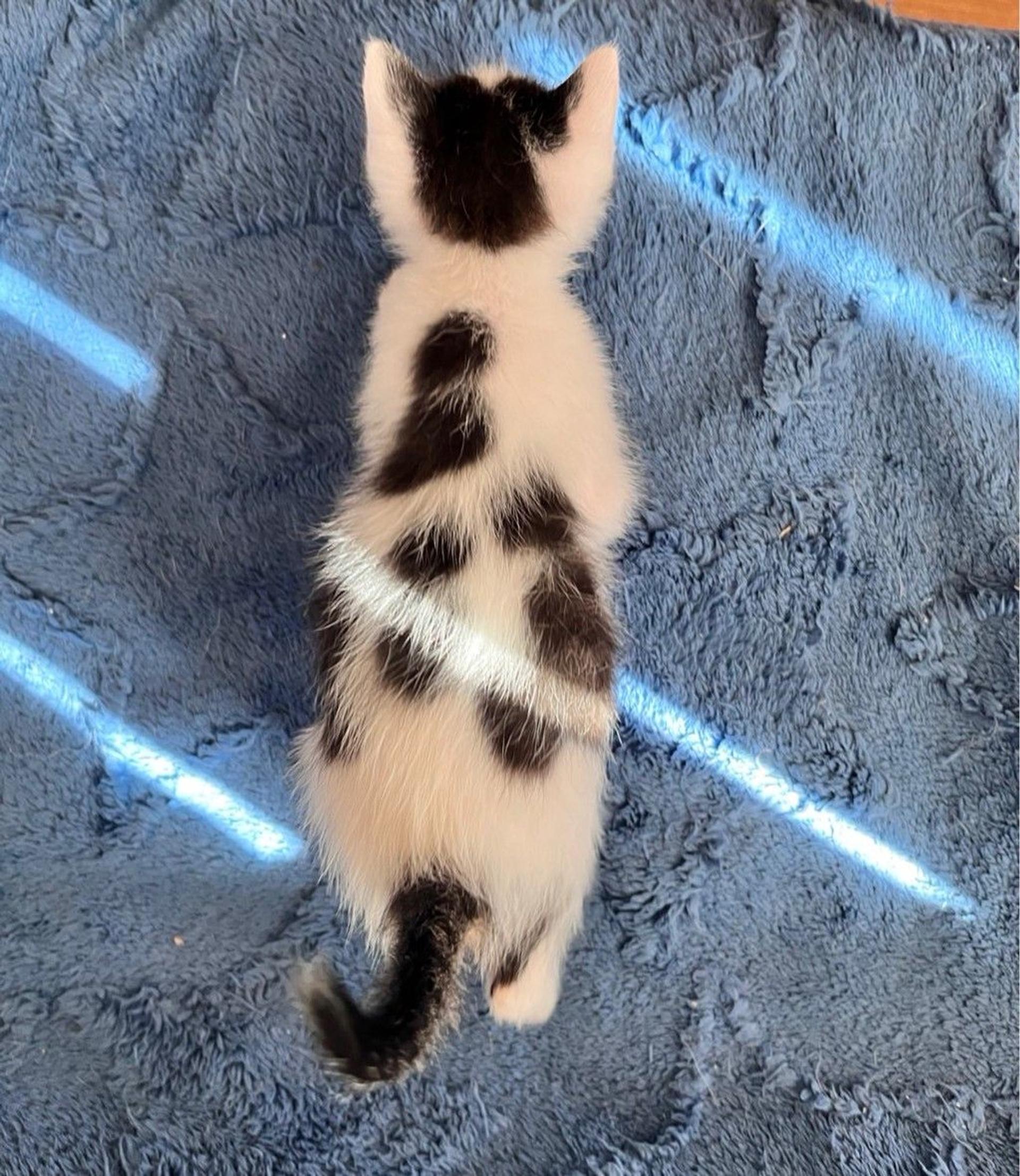 pet-image-5