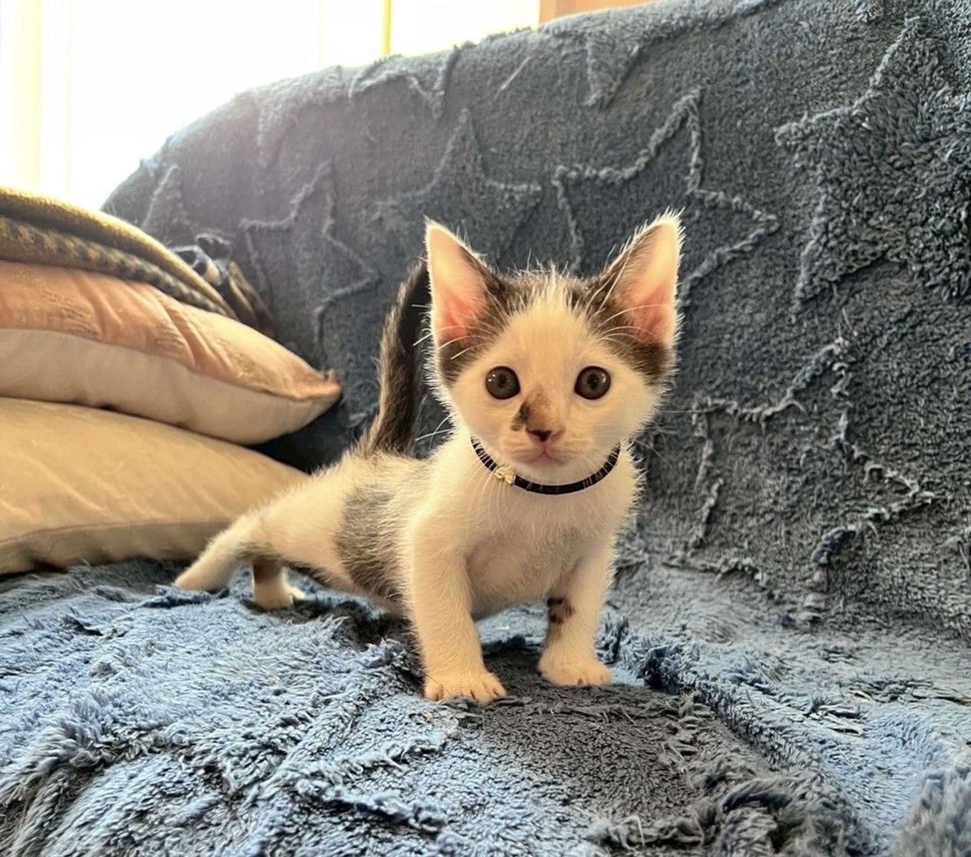 雑種（ミックス猫）・オスの里親募集の写真