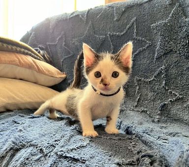 まめだいふく