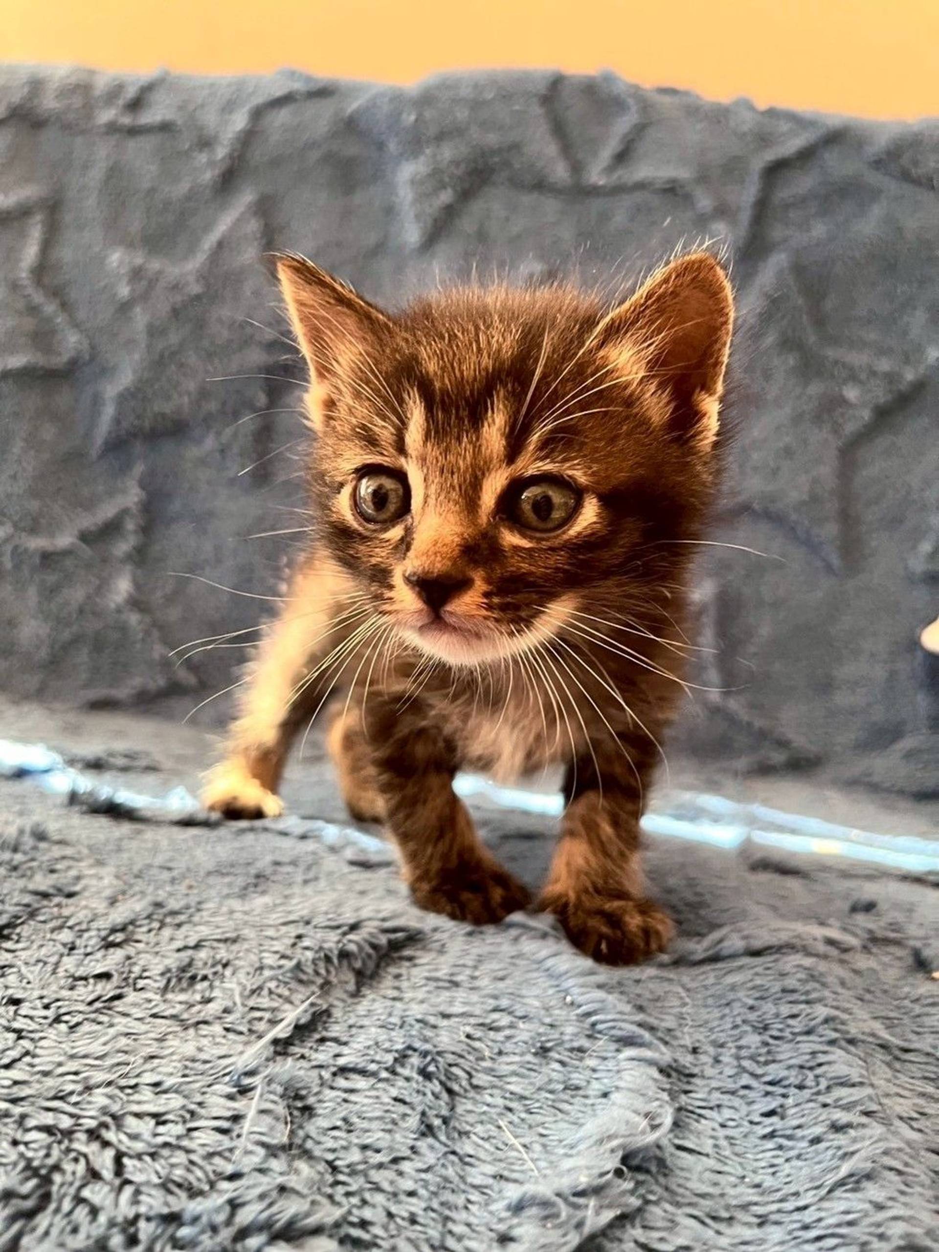 雑種（ミックス猫）・オスの里親募集の写真