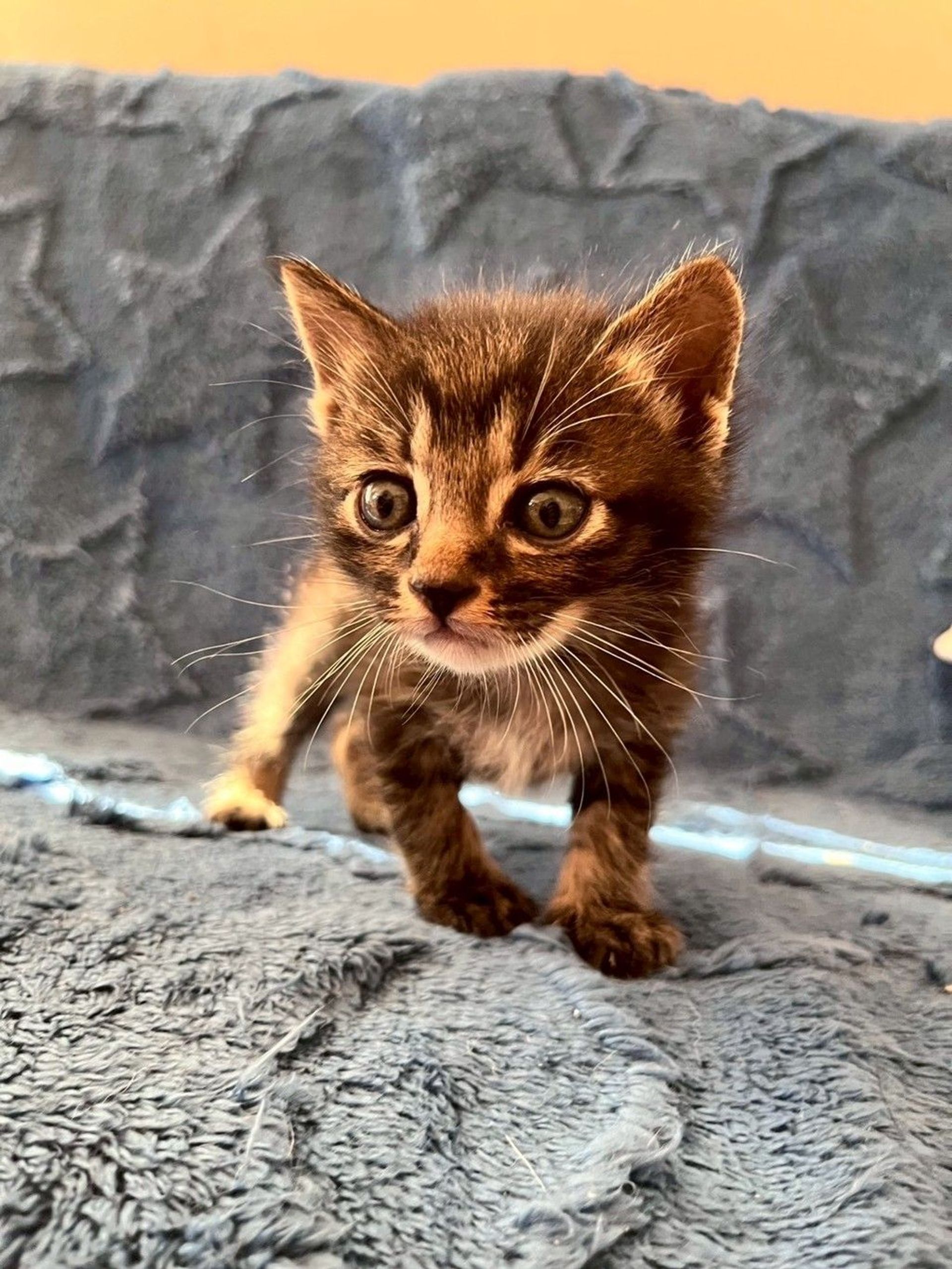 雑種（ミックス猫）・オスの里親募集の写真