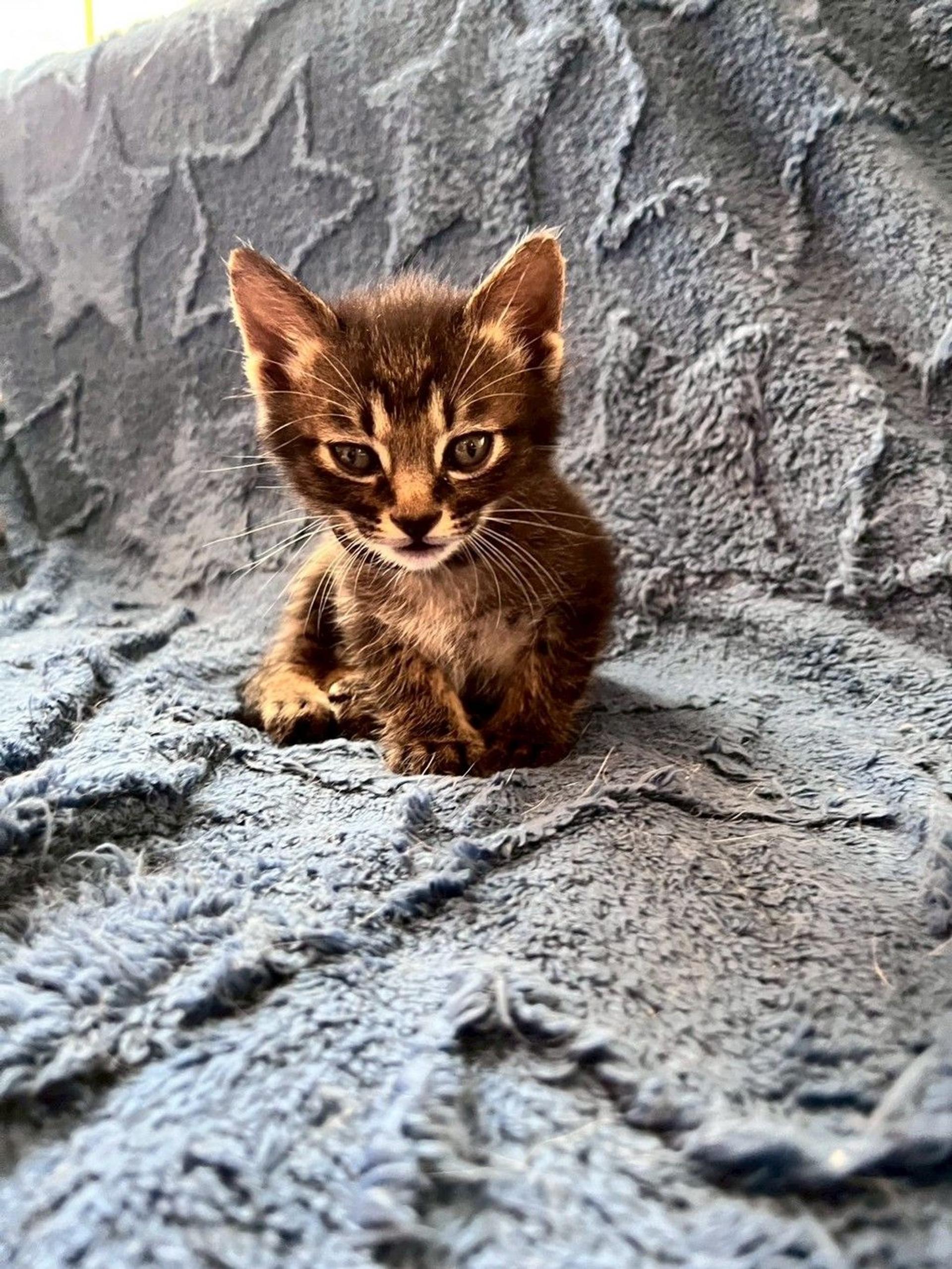 pet-image-5