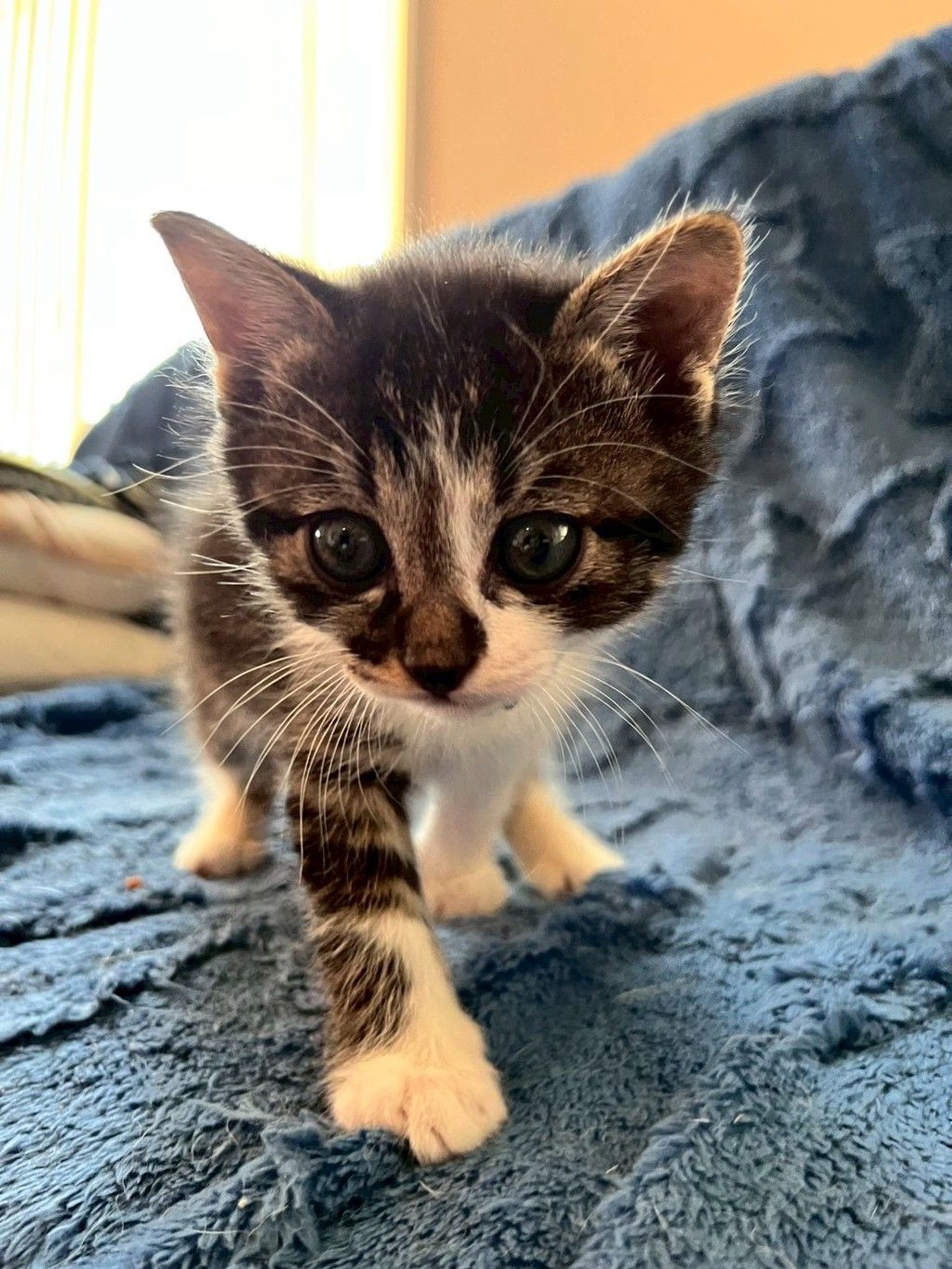 雑種（ミックス猫）・オスの里親募集の写真
