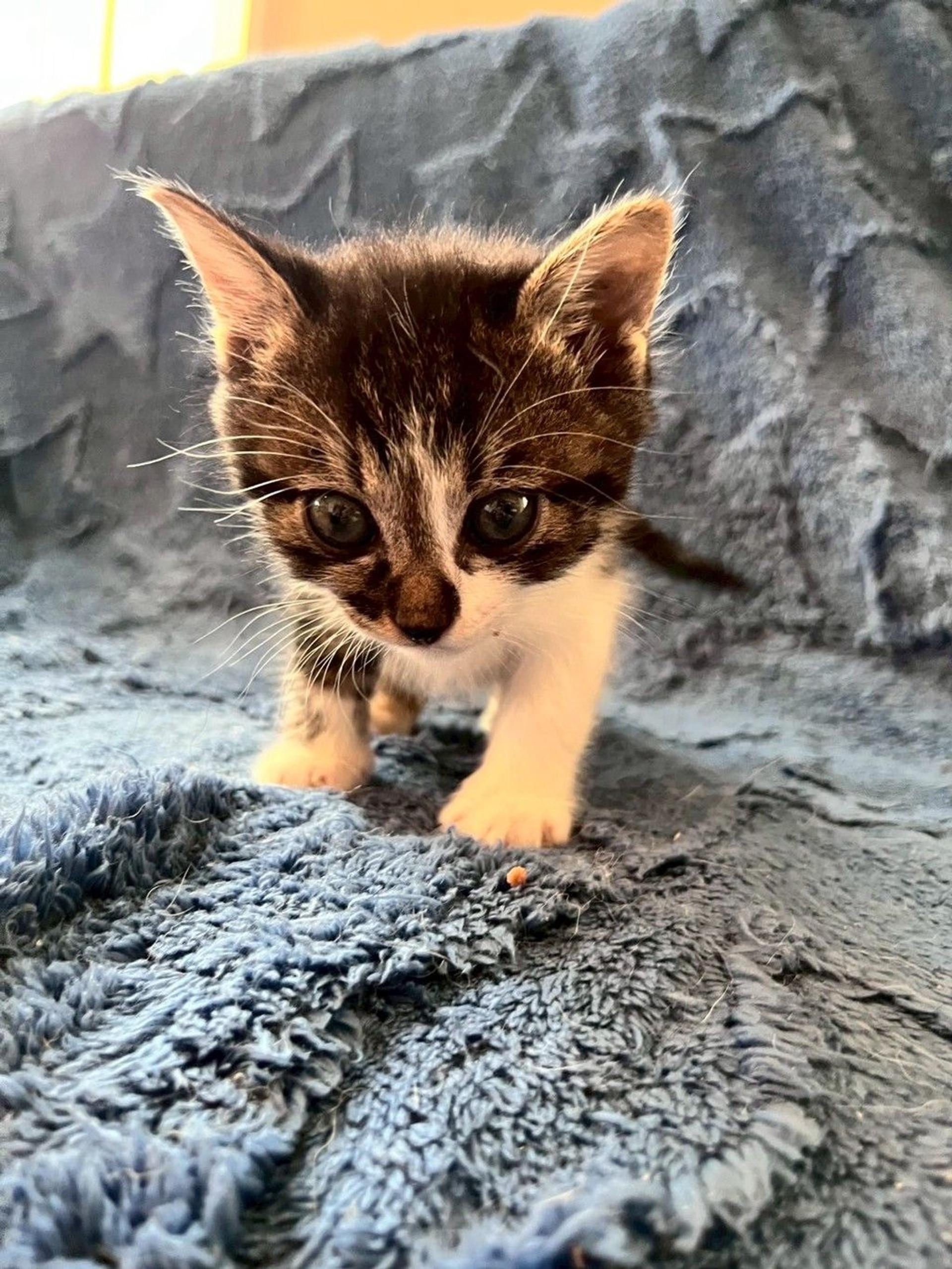 pet-image-2