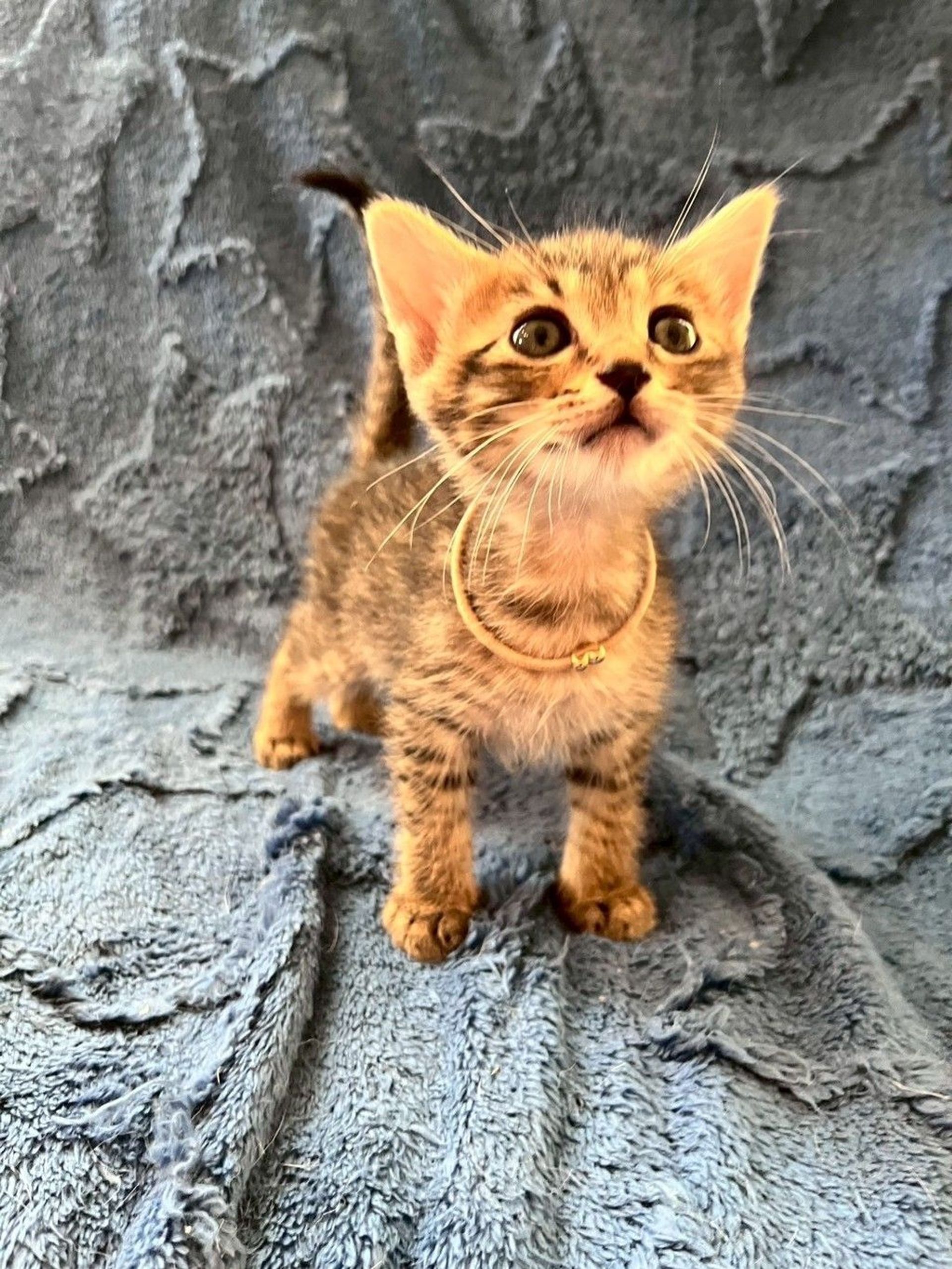 雑種（ミックス猫）・メスの里親募集の写真