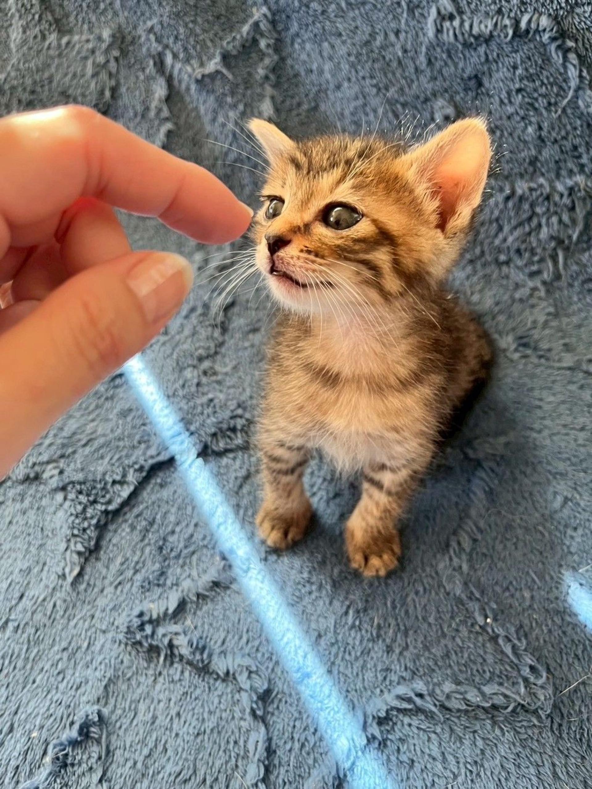 pet-image-5