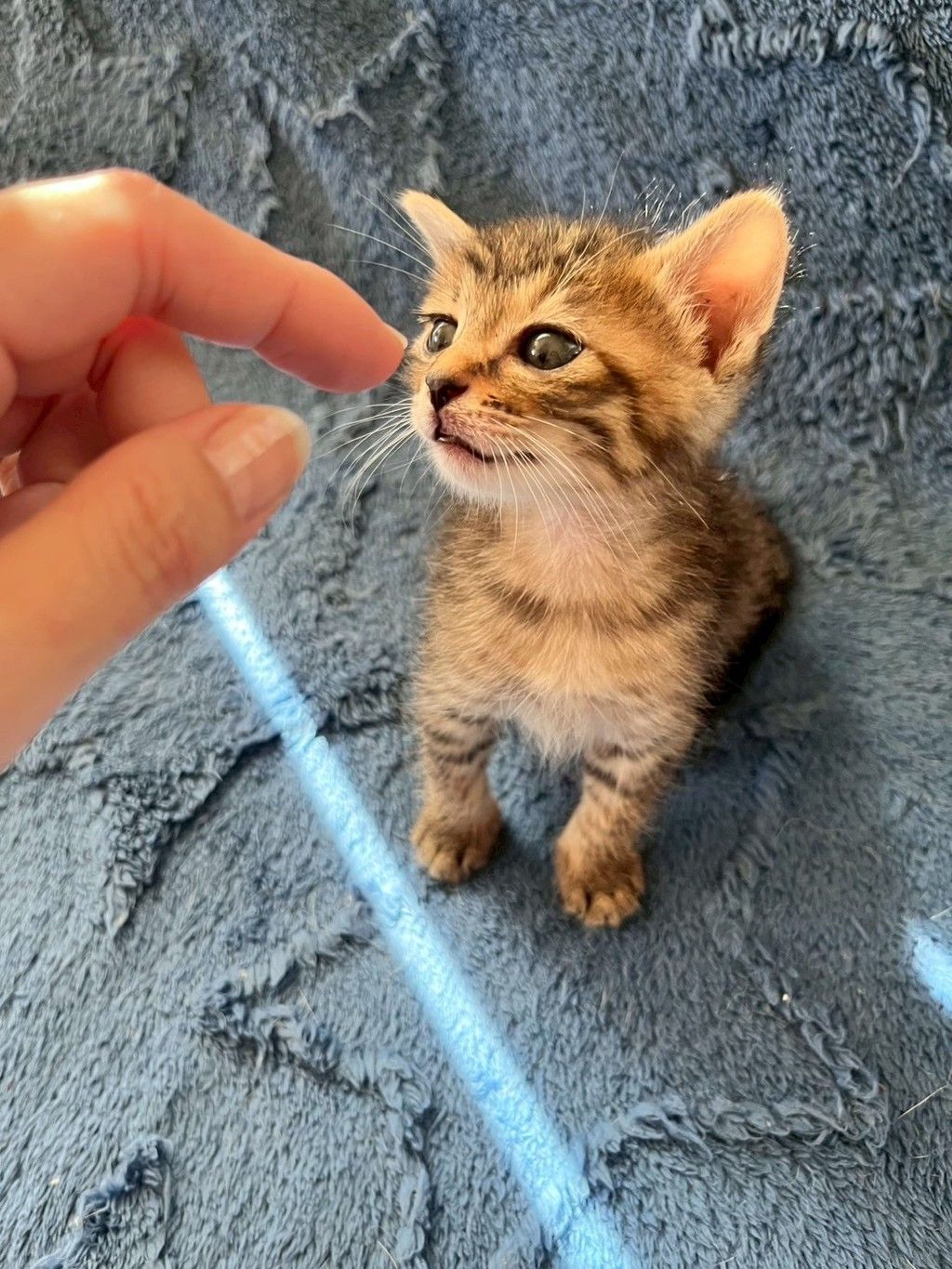 pet-image-5