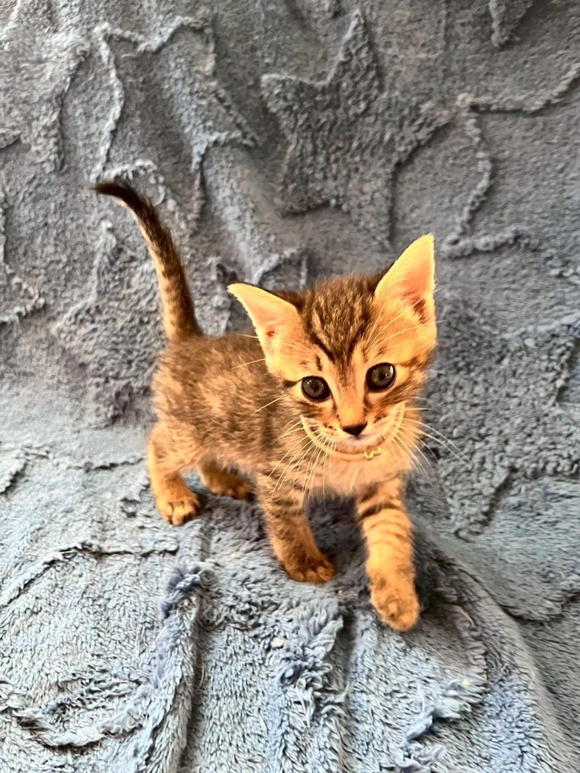 pet-image-3