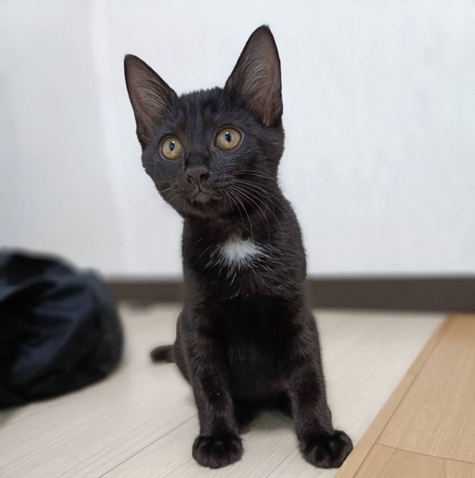 雑種（ミックス猫）・オスの里親募集の写真