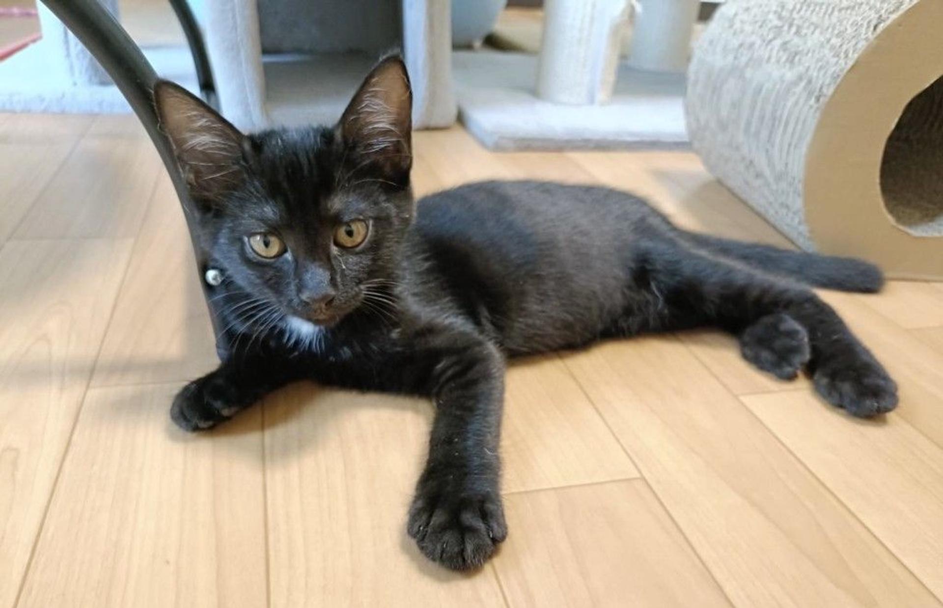 pet-image-2