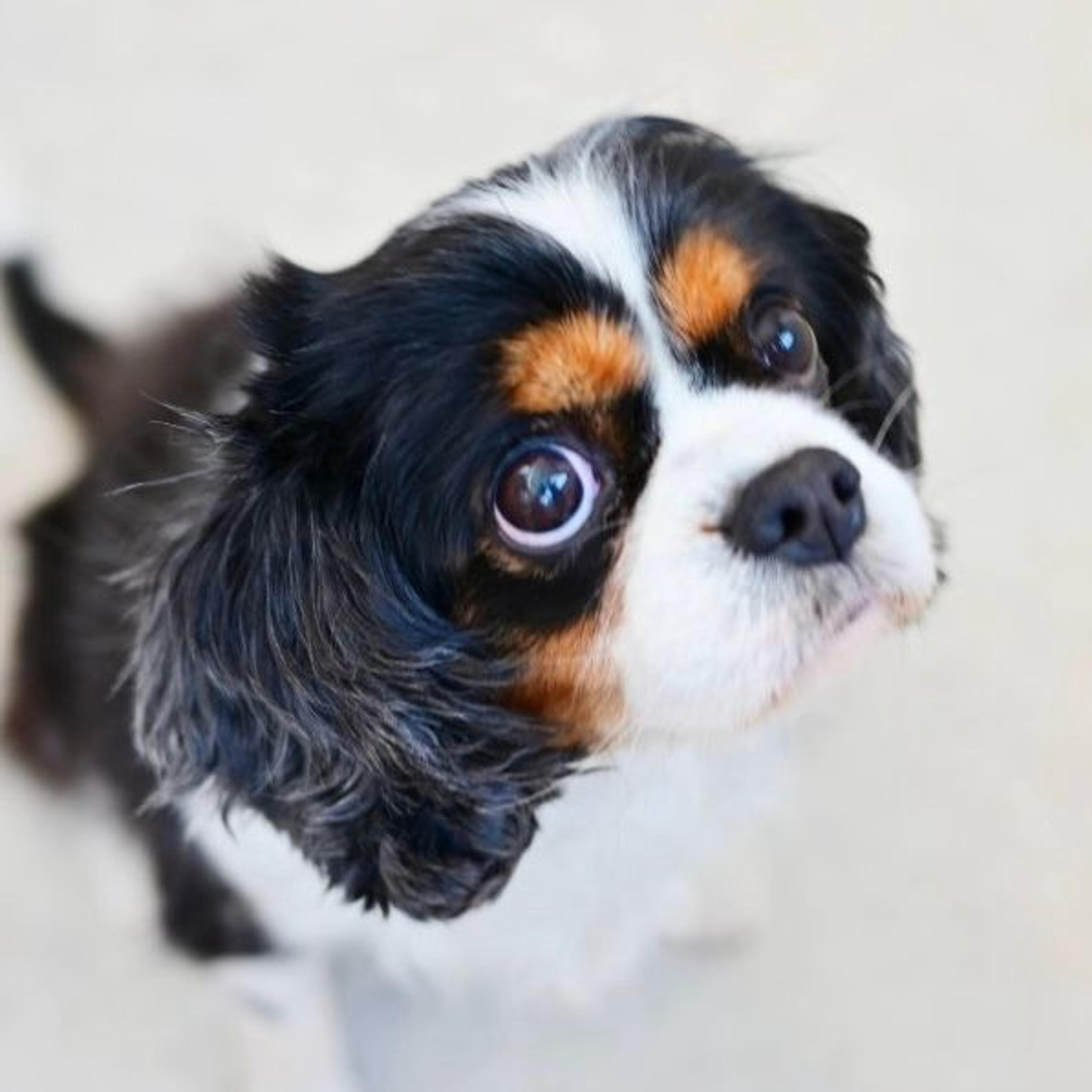 pet-image-7