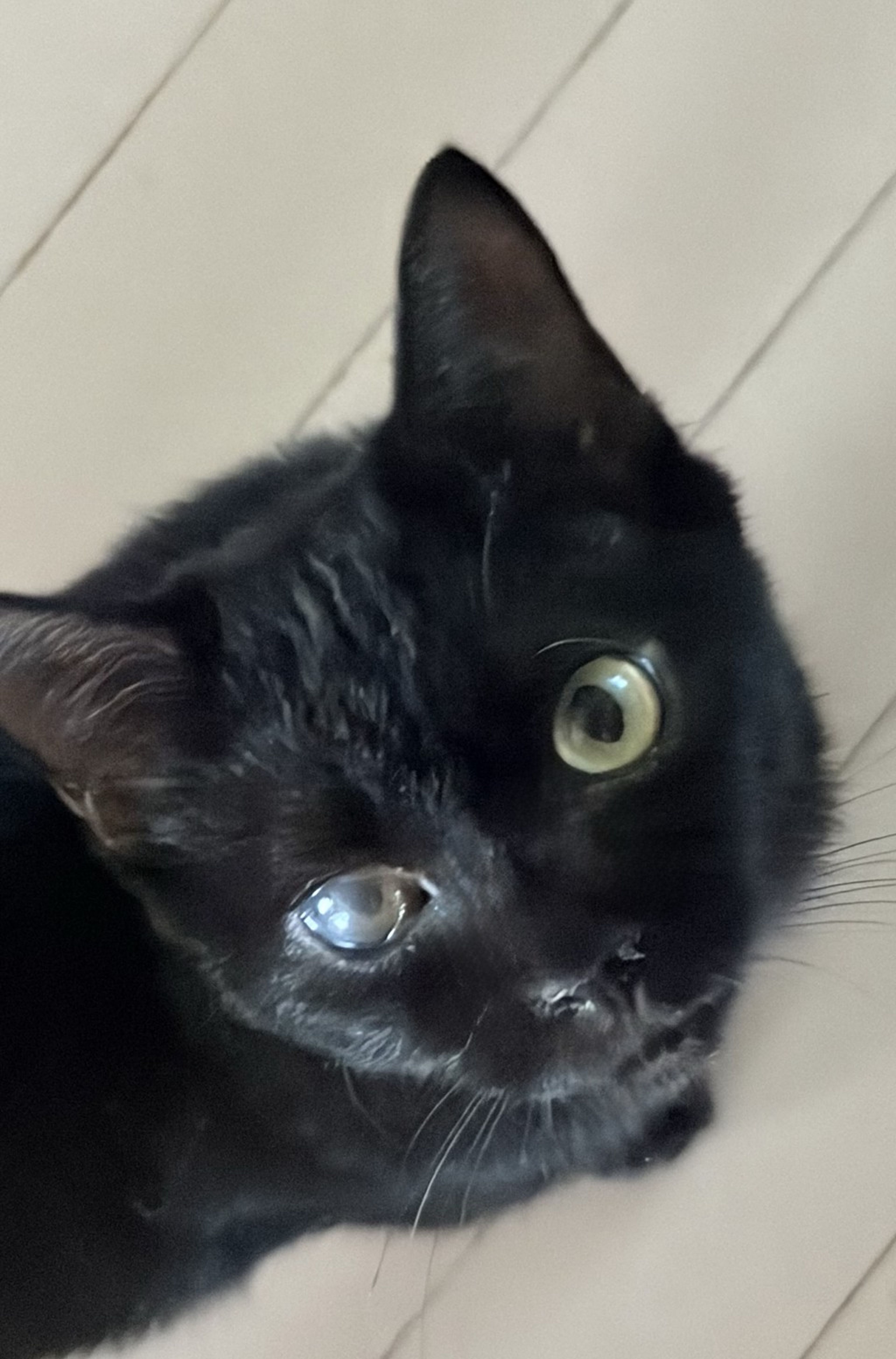 雑種（ミックス猫）・メスの里親募集の写真