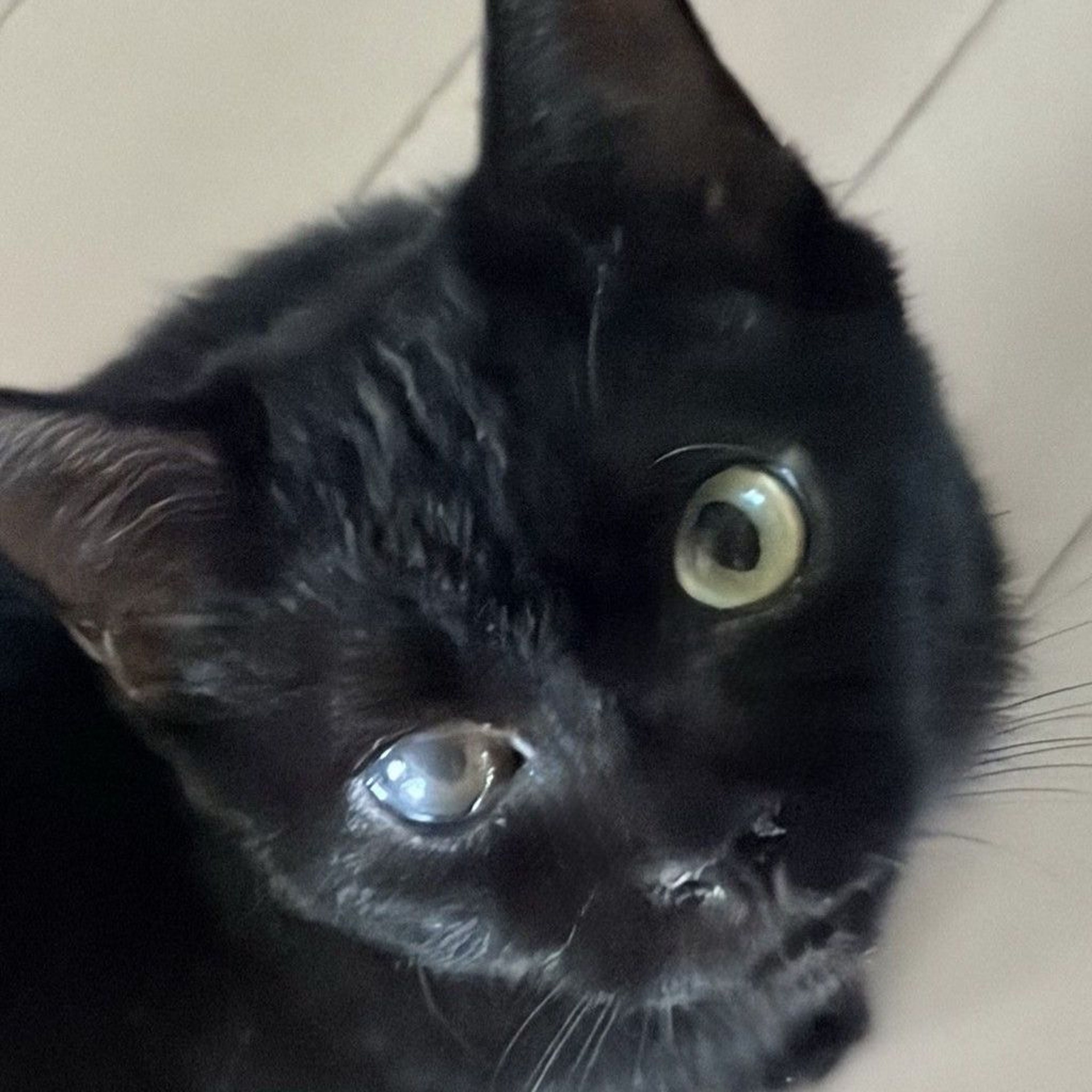 雑種（ミックス猫）・メスの里親募集の写真
