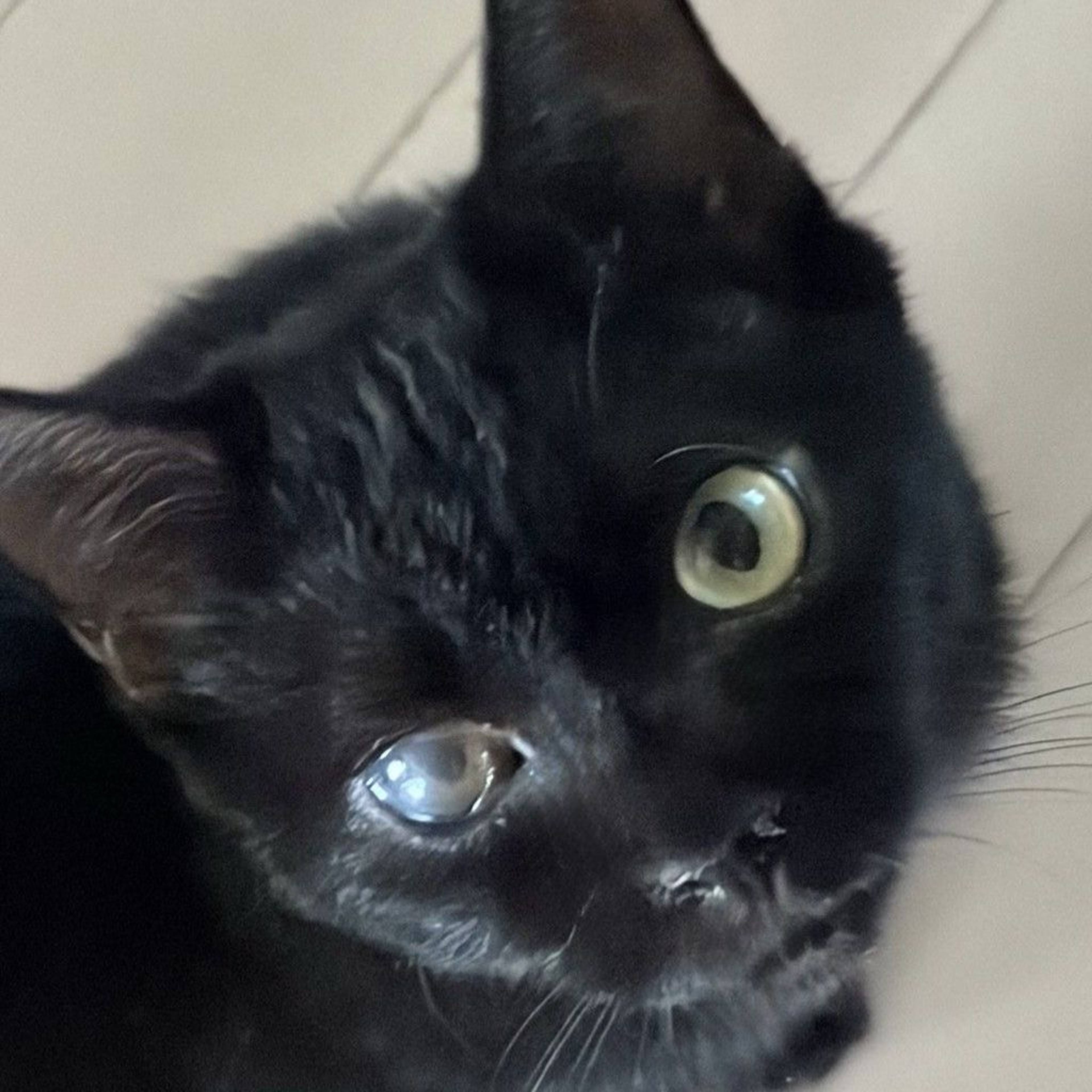雑種（ミックス猫）・メスの里親募集の写真