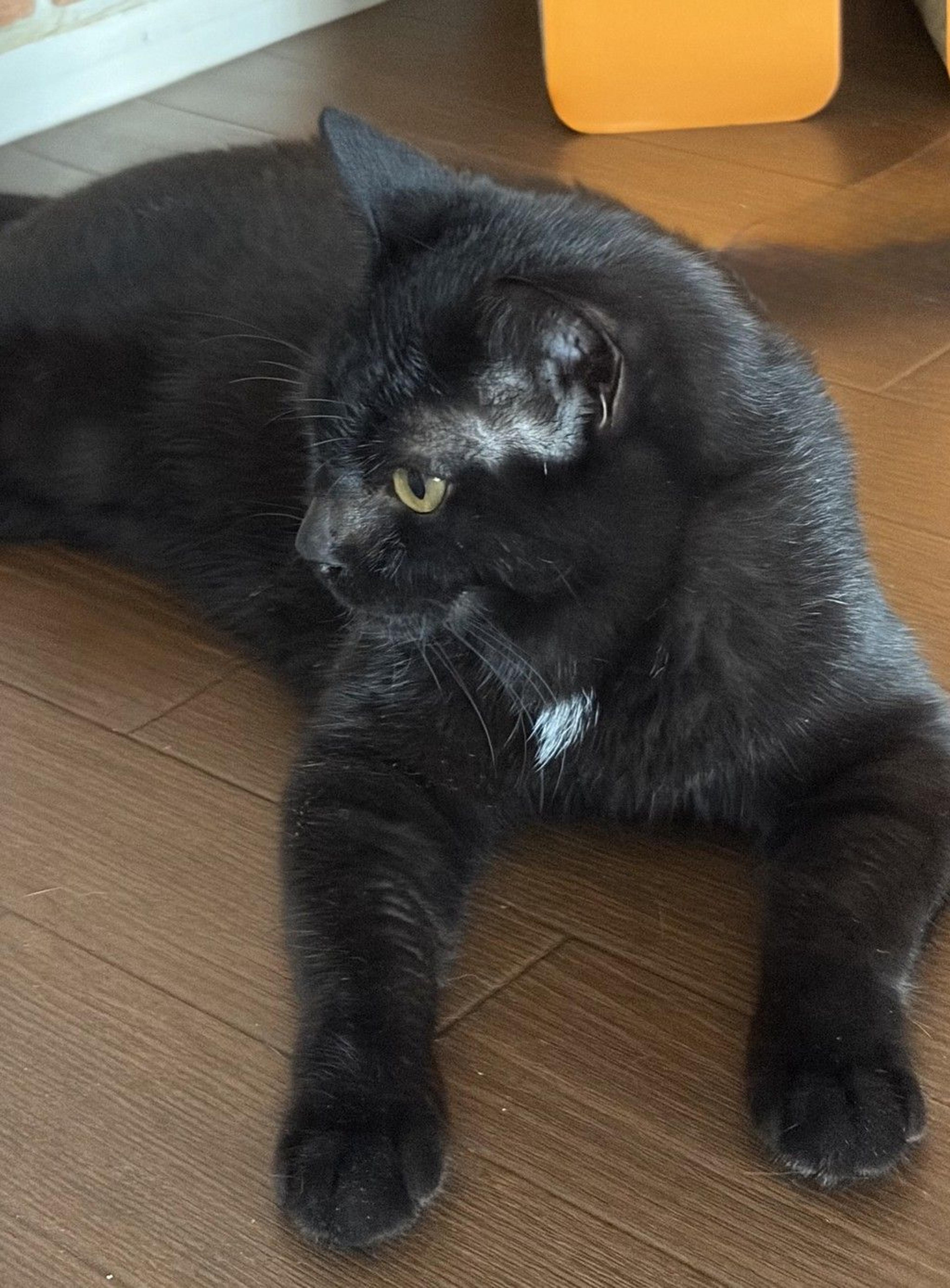 pet-image-2
