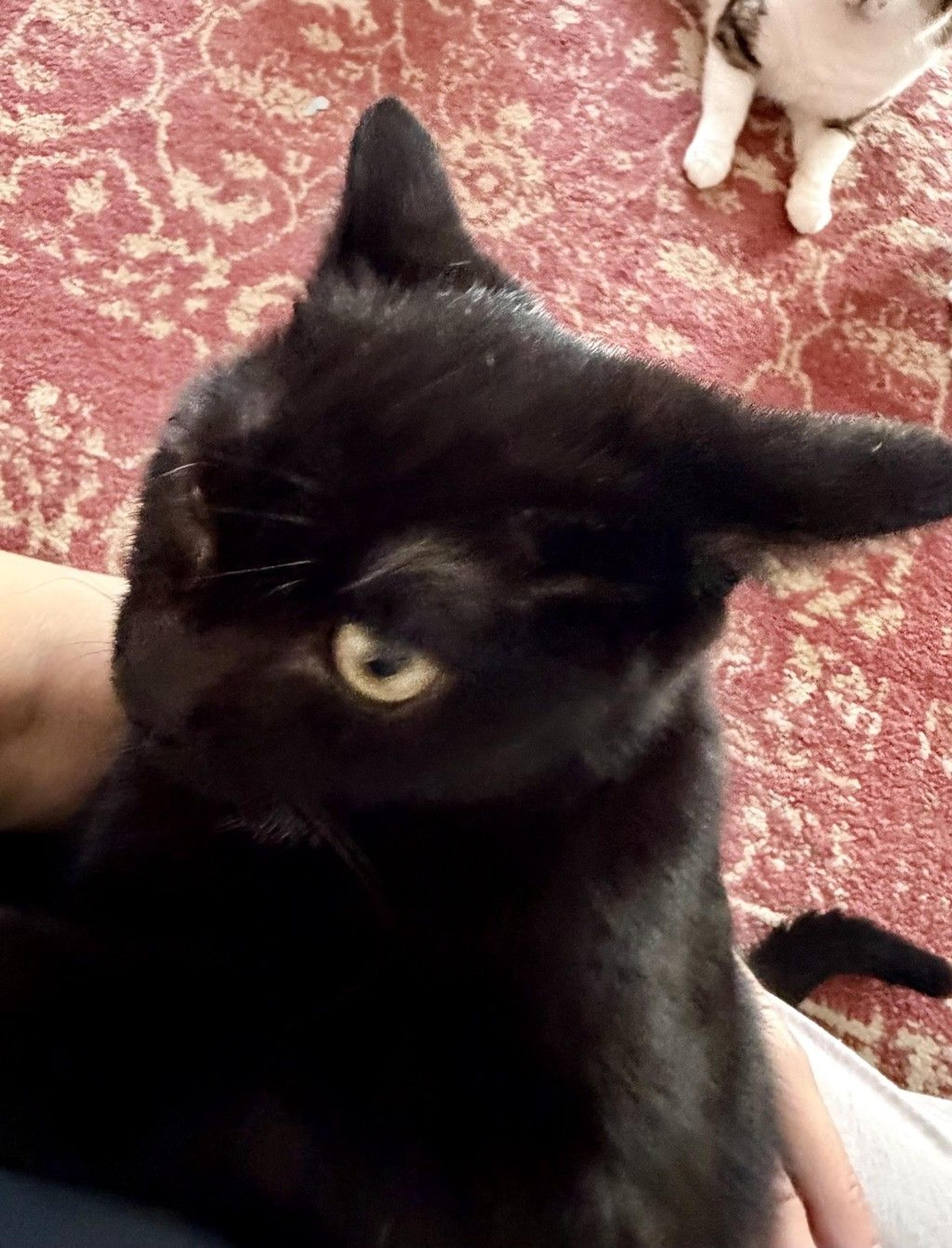 pet-image-5