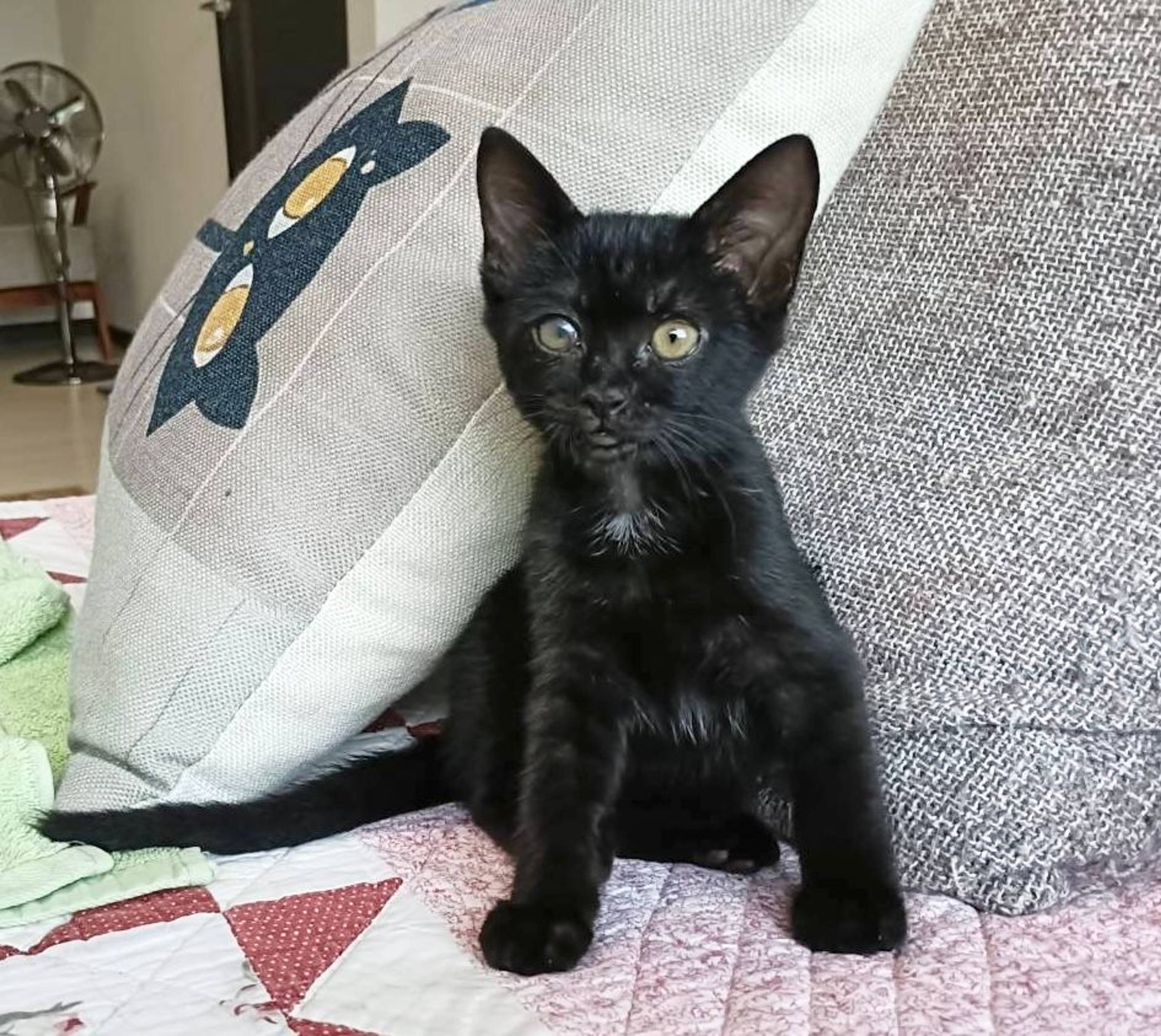 雑種（ミックス猫）・メスの里親募集の写真