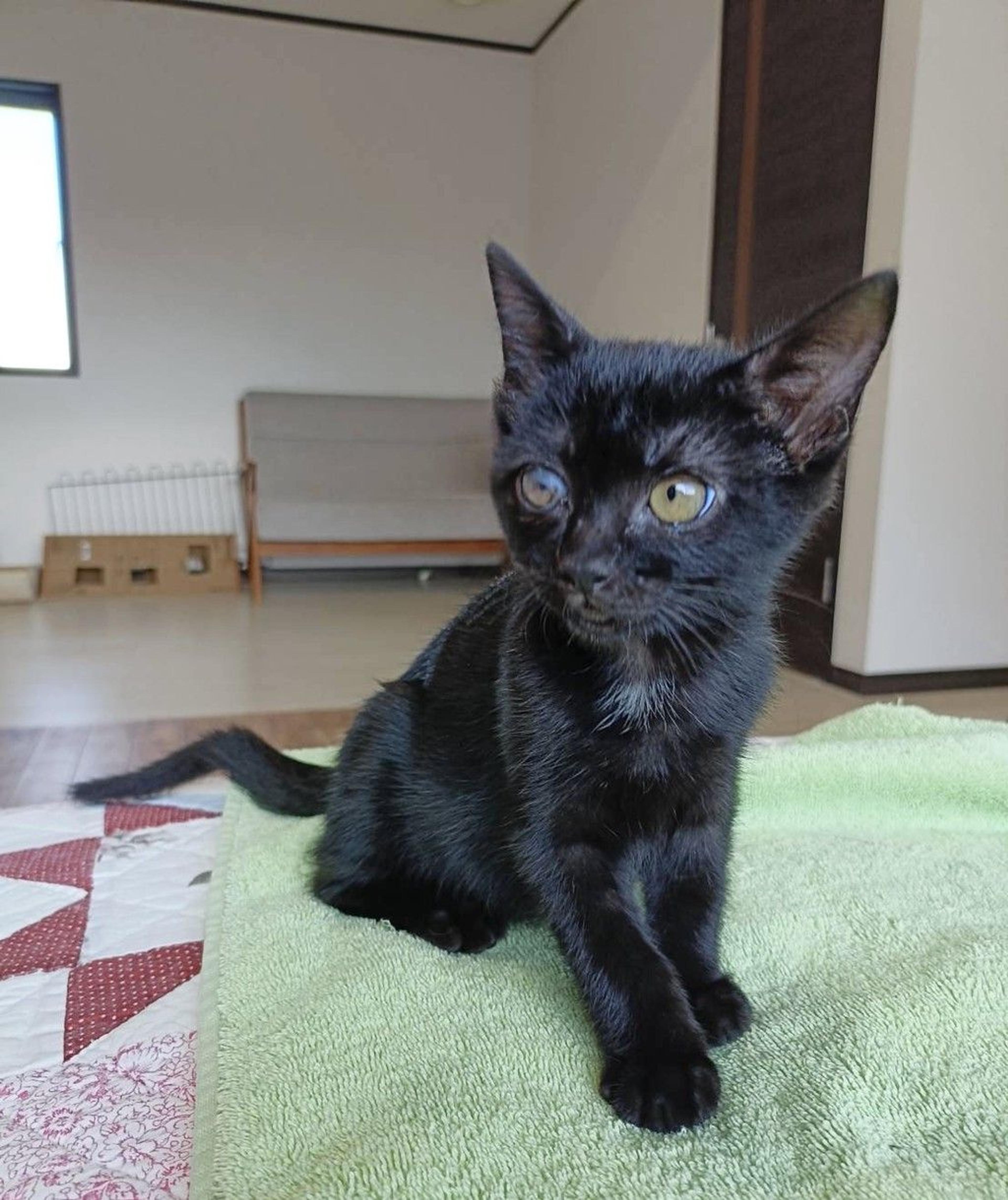 pet-image-2