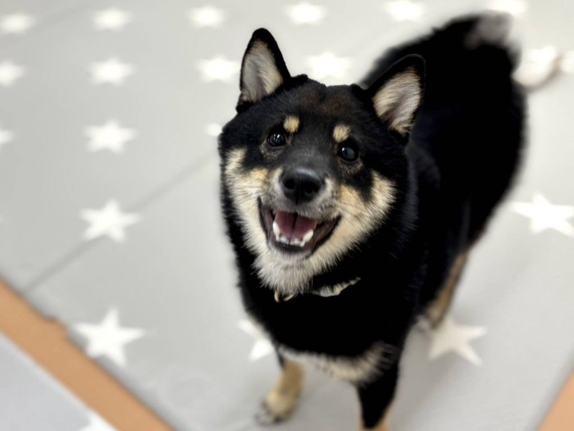 柴犬・オスの里親募集の写真