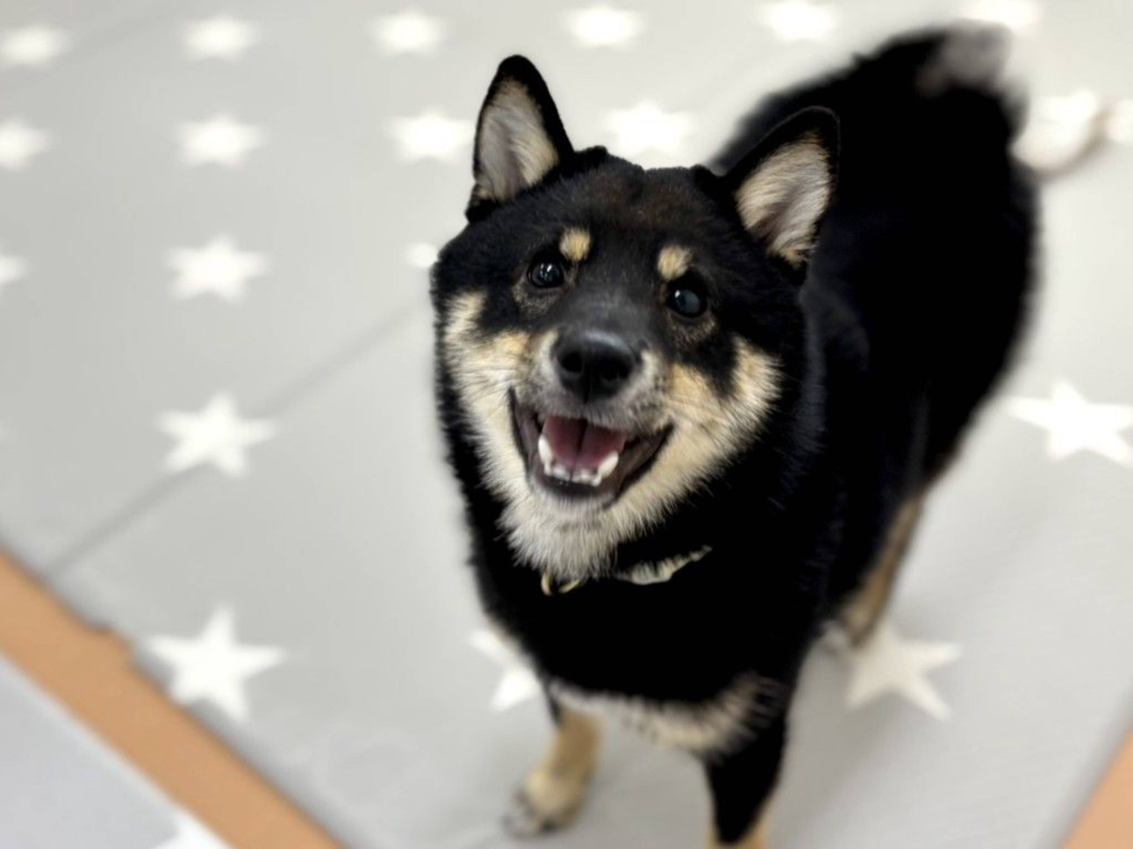 柴犬・オスの里親募集の写真