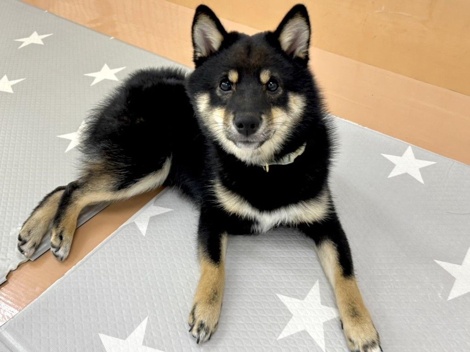 pet-image-3