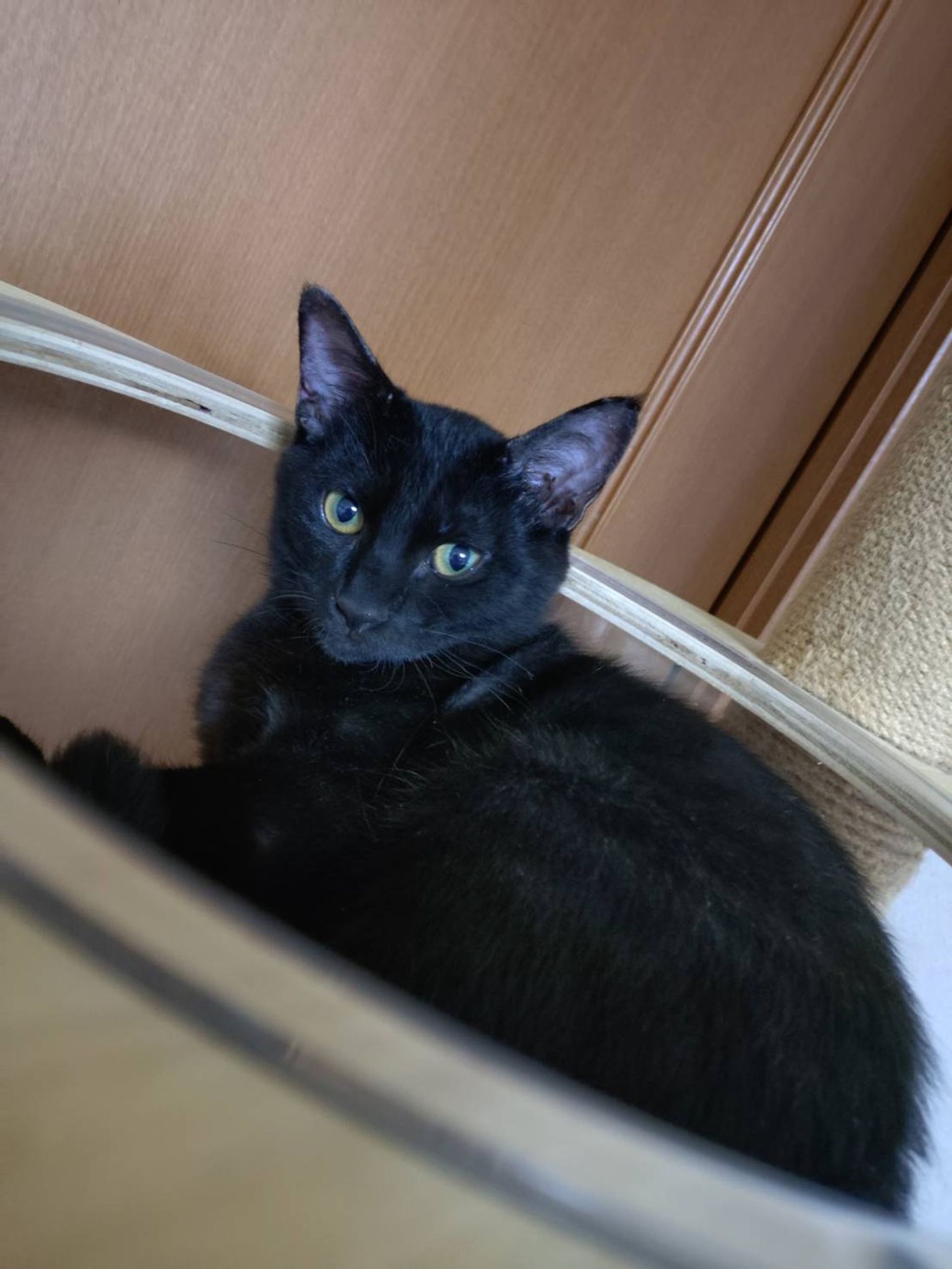 雑種（ミックス猫）・オスの里親募集の写真