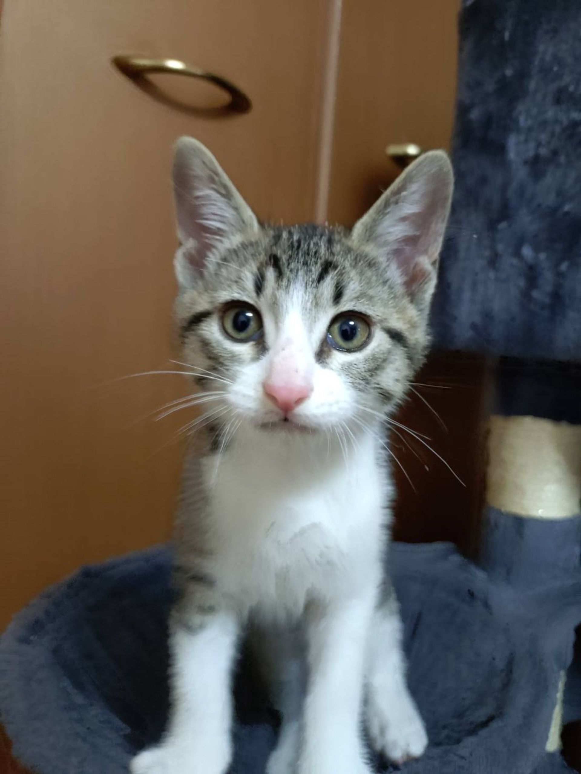 雑種（ミックス猫）・オスの里親募集の写真