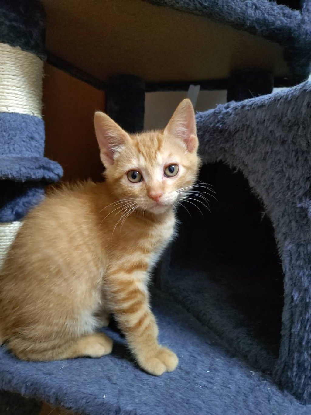 無邪気な白三毛！小さいけど元気！ | 雑種（ミックス猫） | NYAN