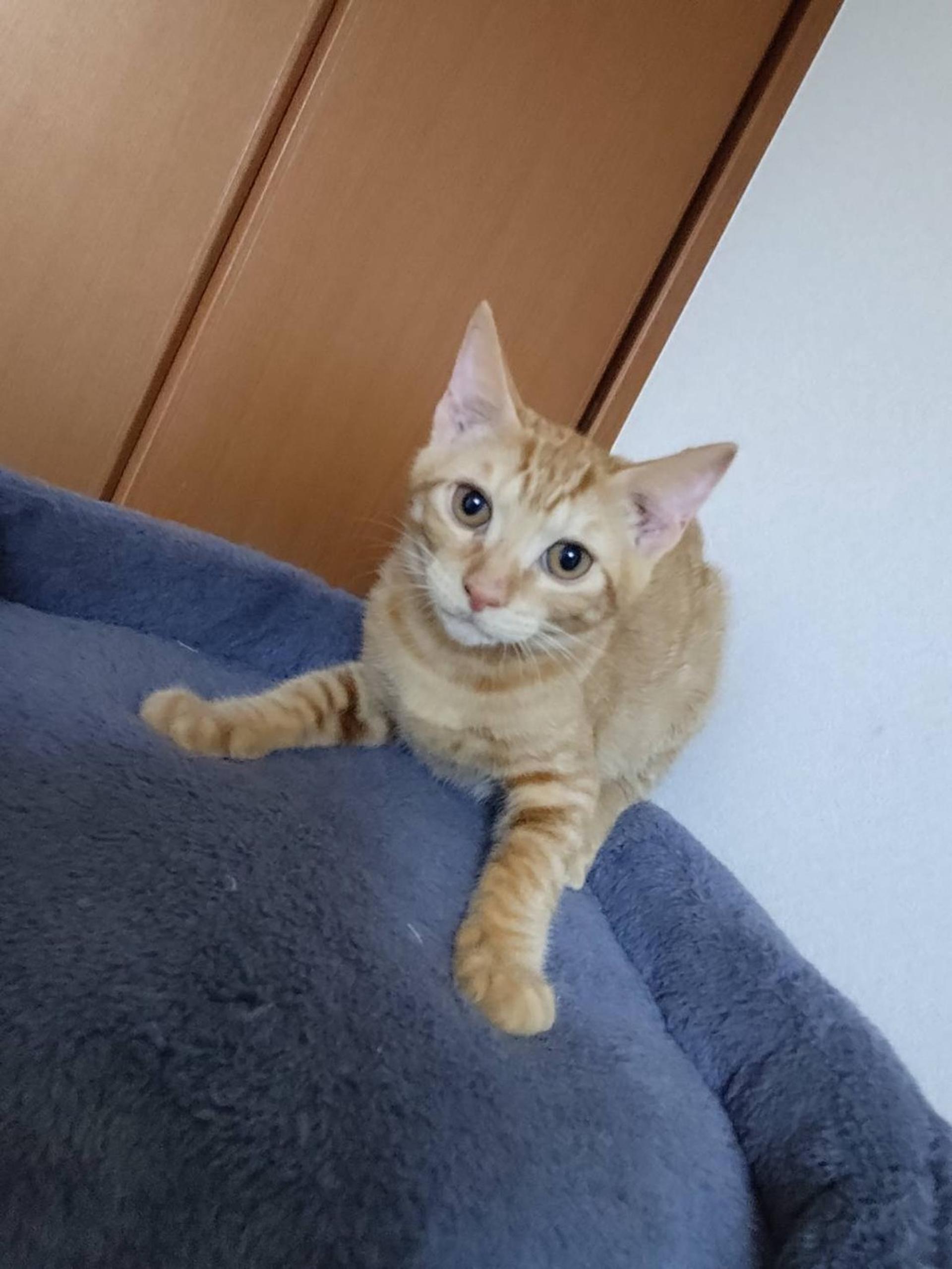 pet-image-2