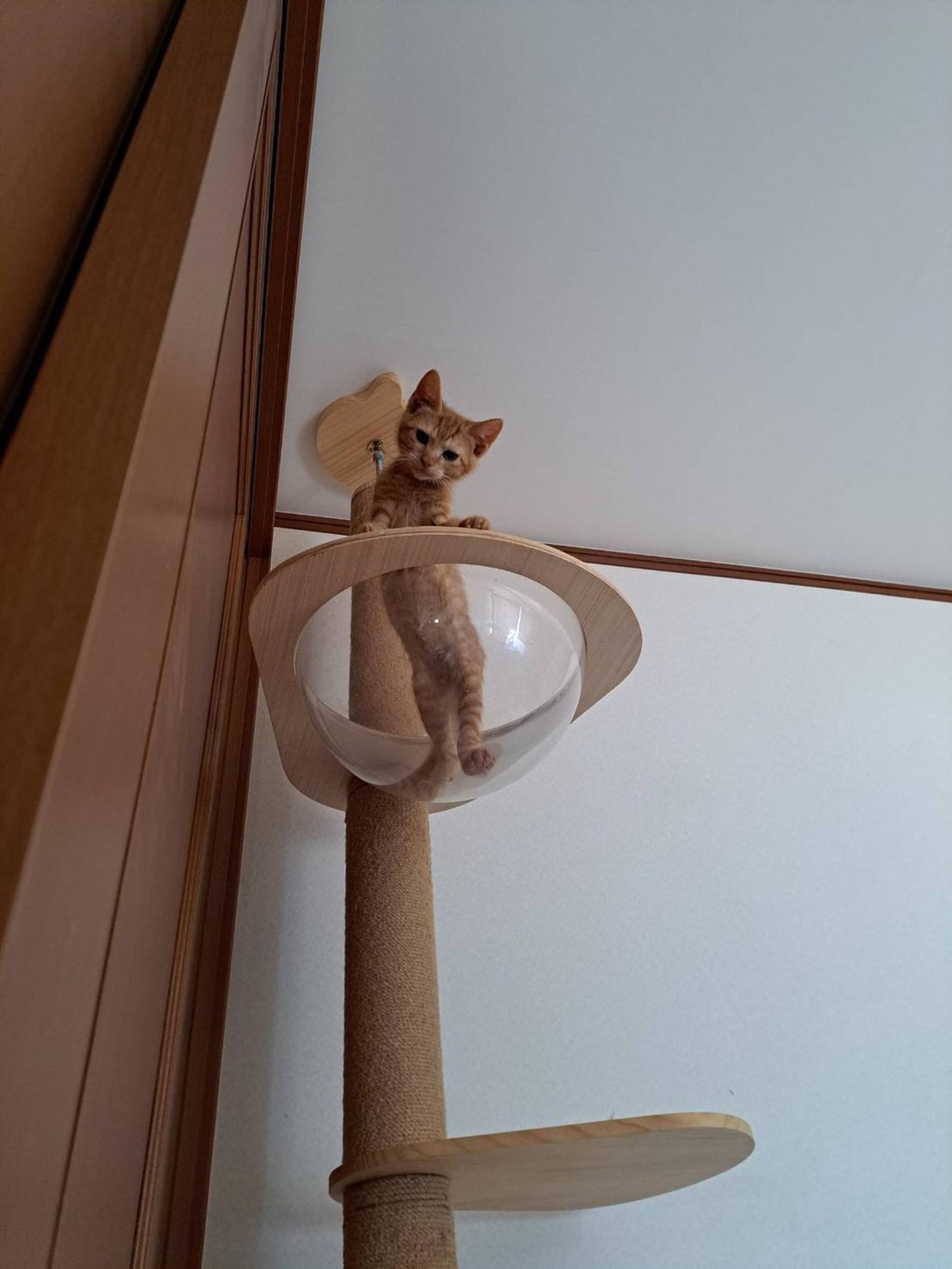 pet-image-3