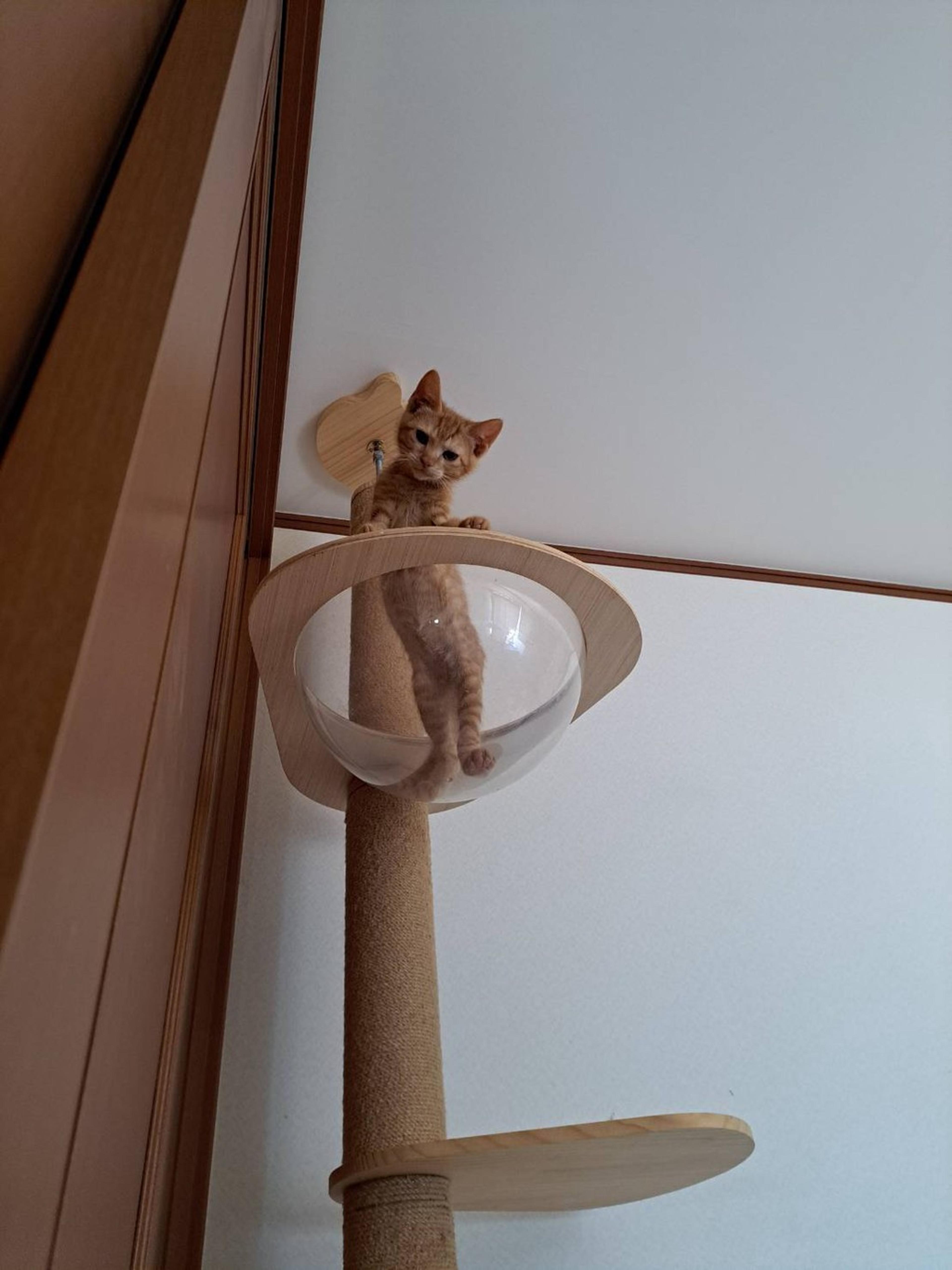 pet-image-3