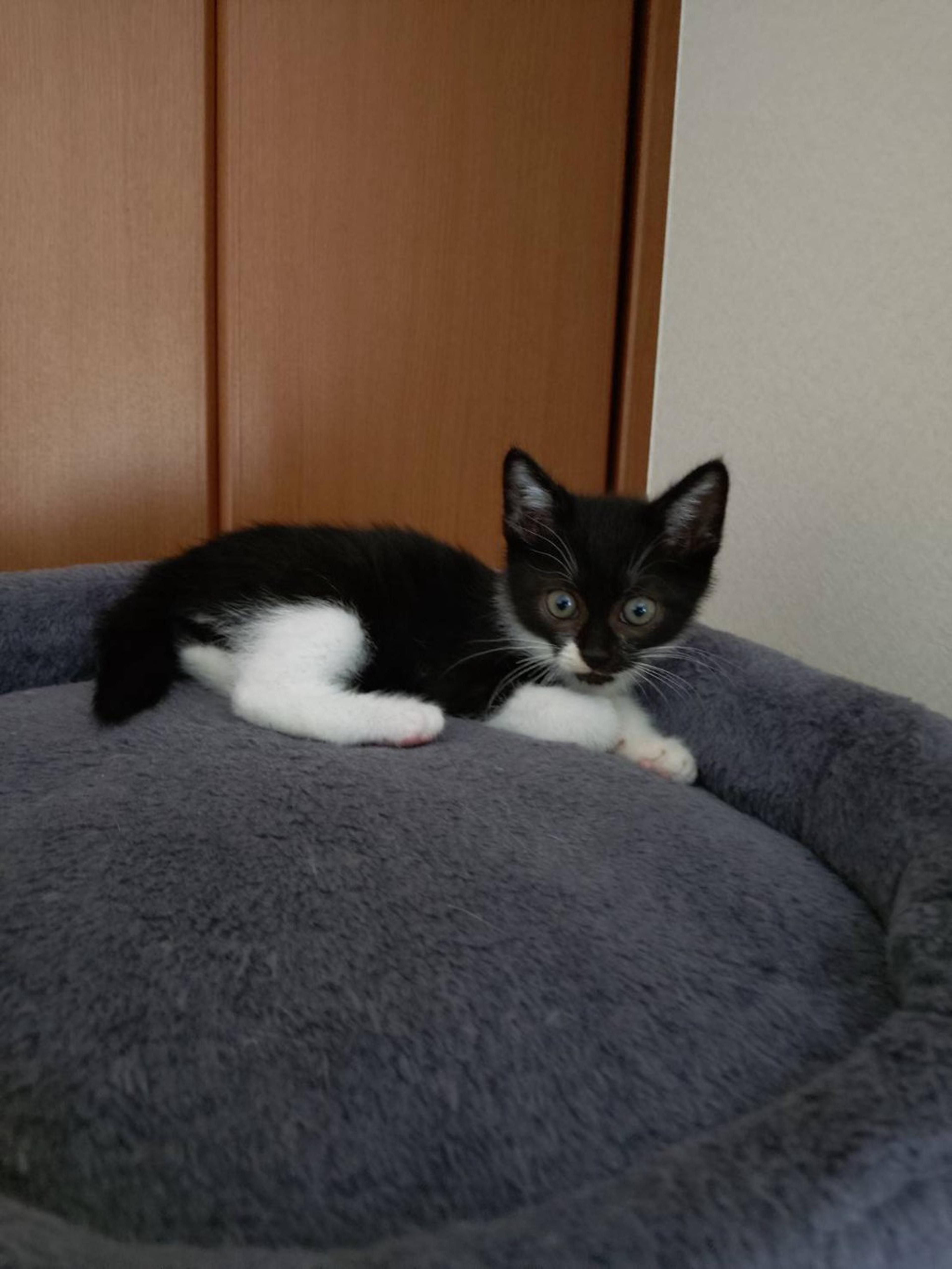 pet-image-2