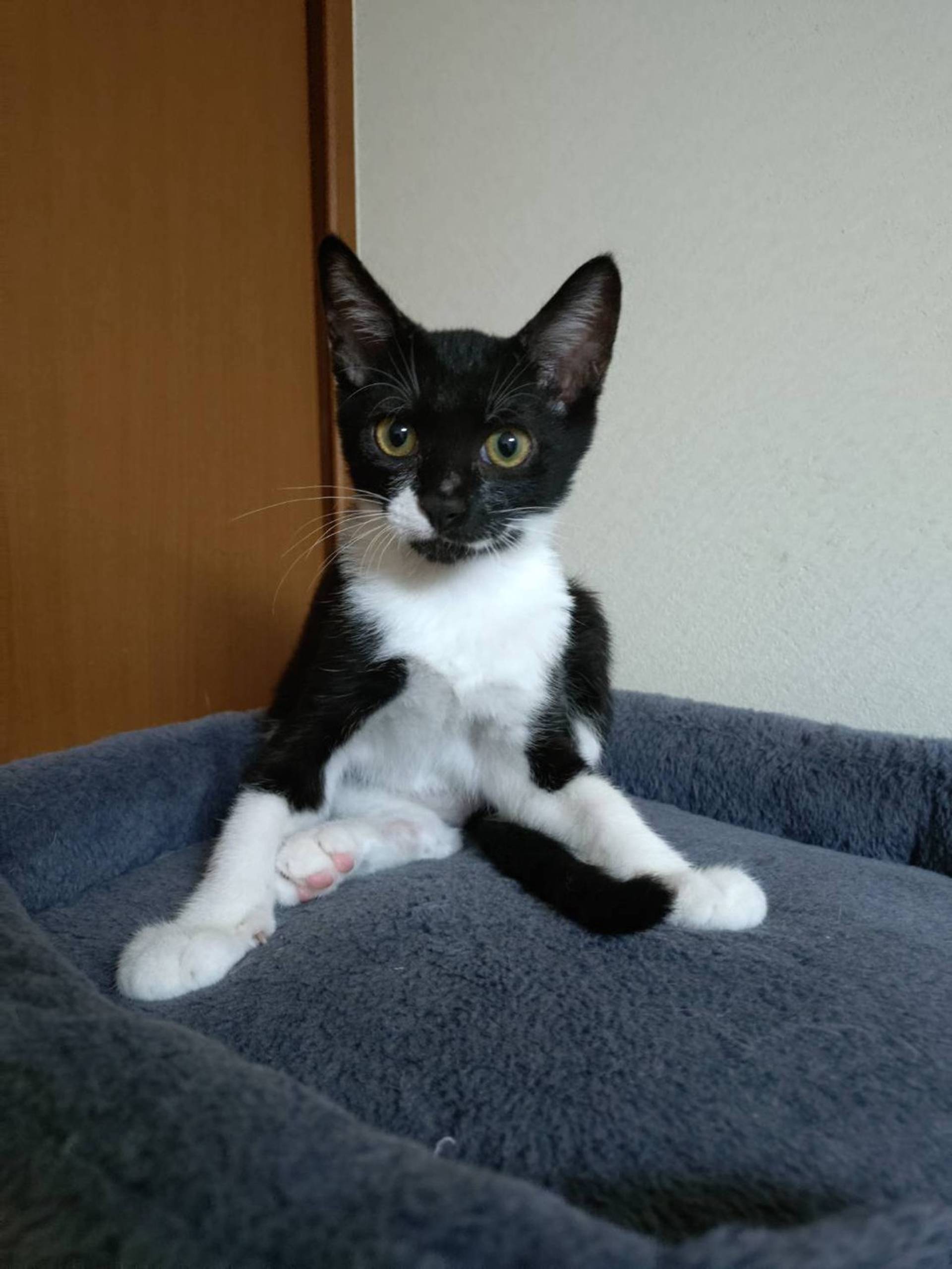 雑種（ミックス猫）・オスの里親募集の写真