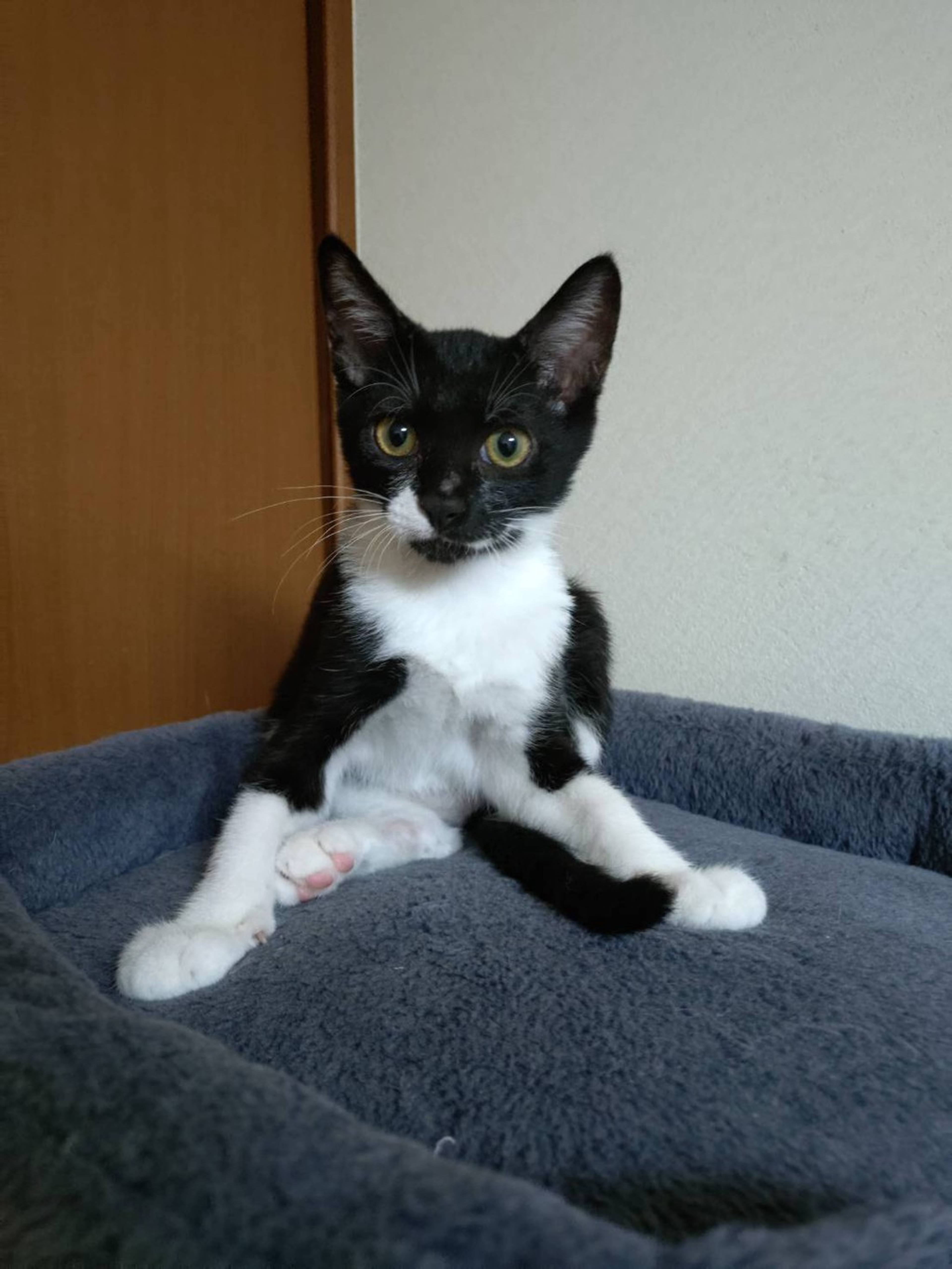 雑種（ミックス猫）・オスの里親募集の写真