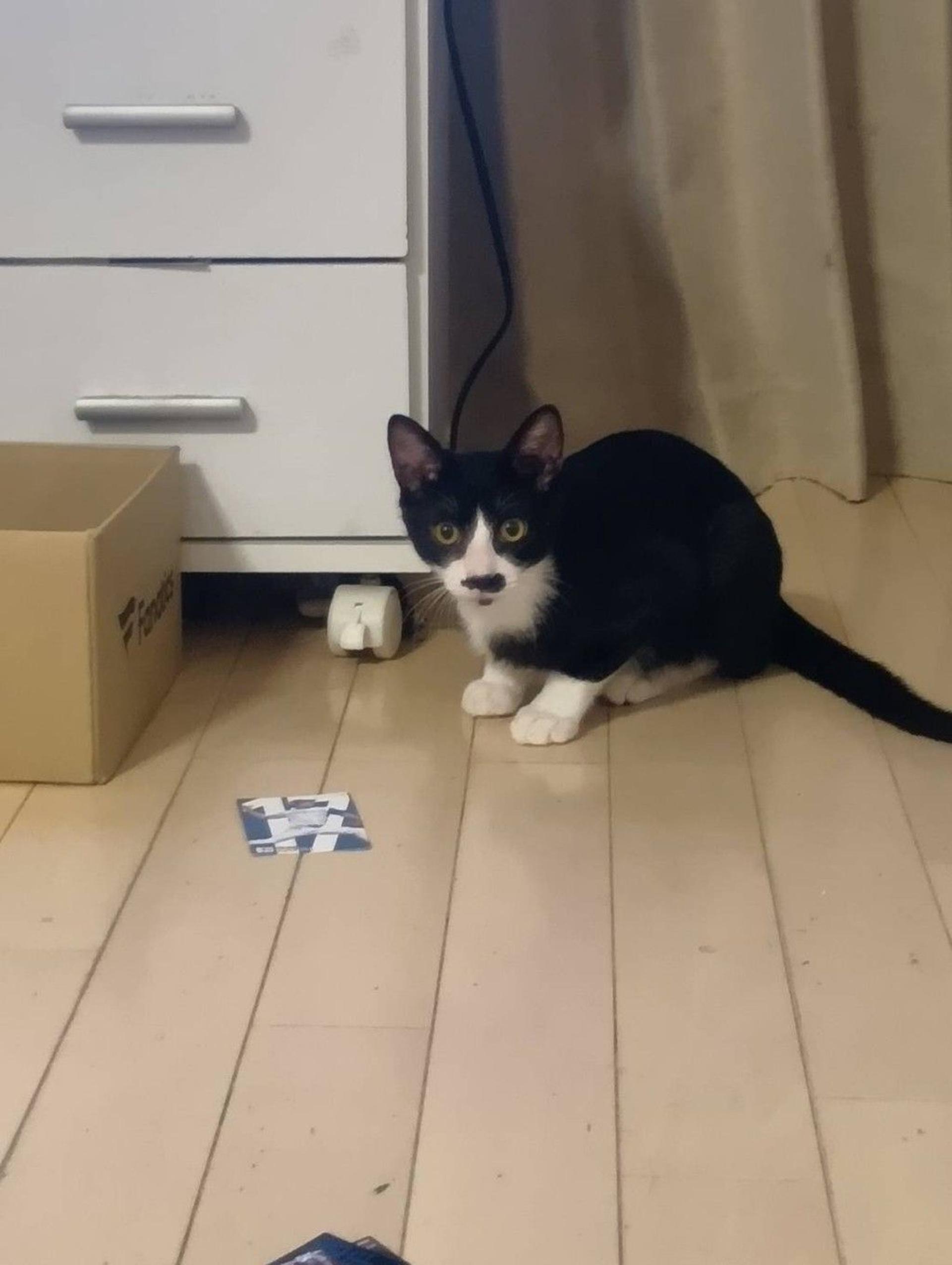 pet-image-2