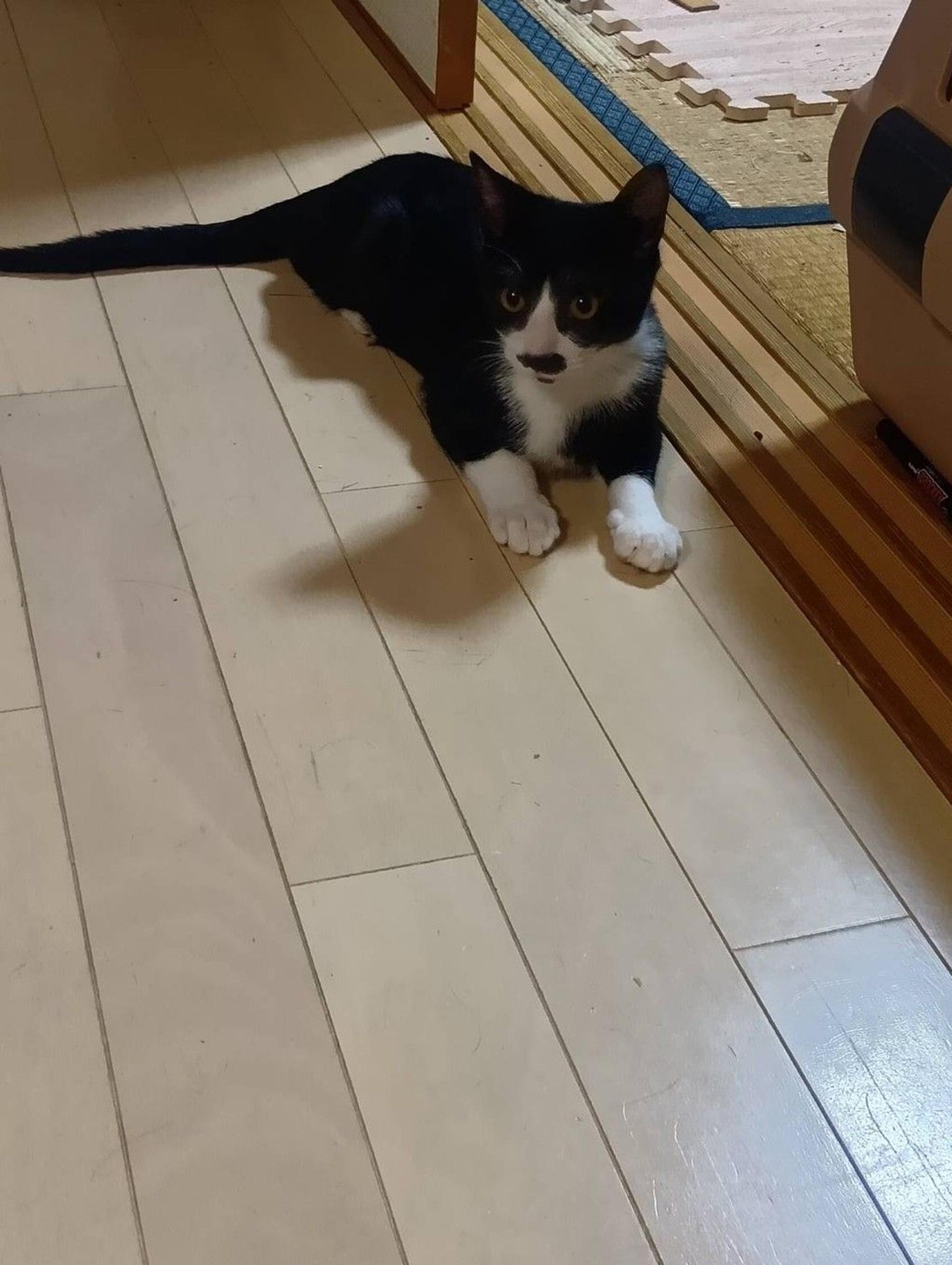 pet-image-3