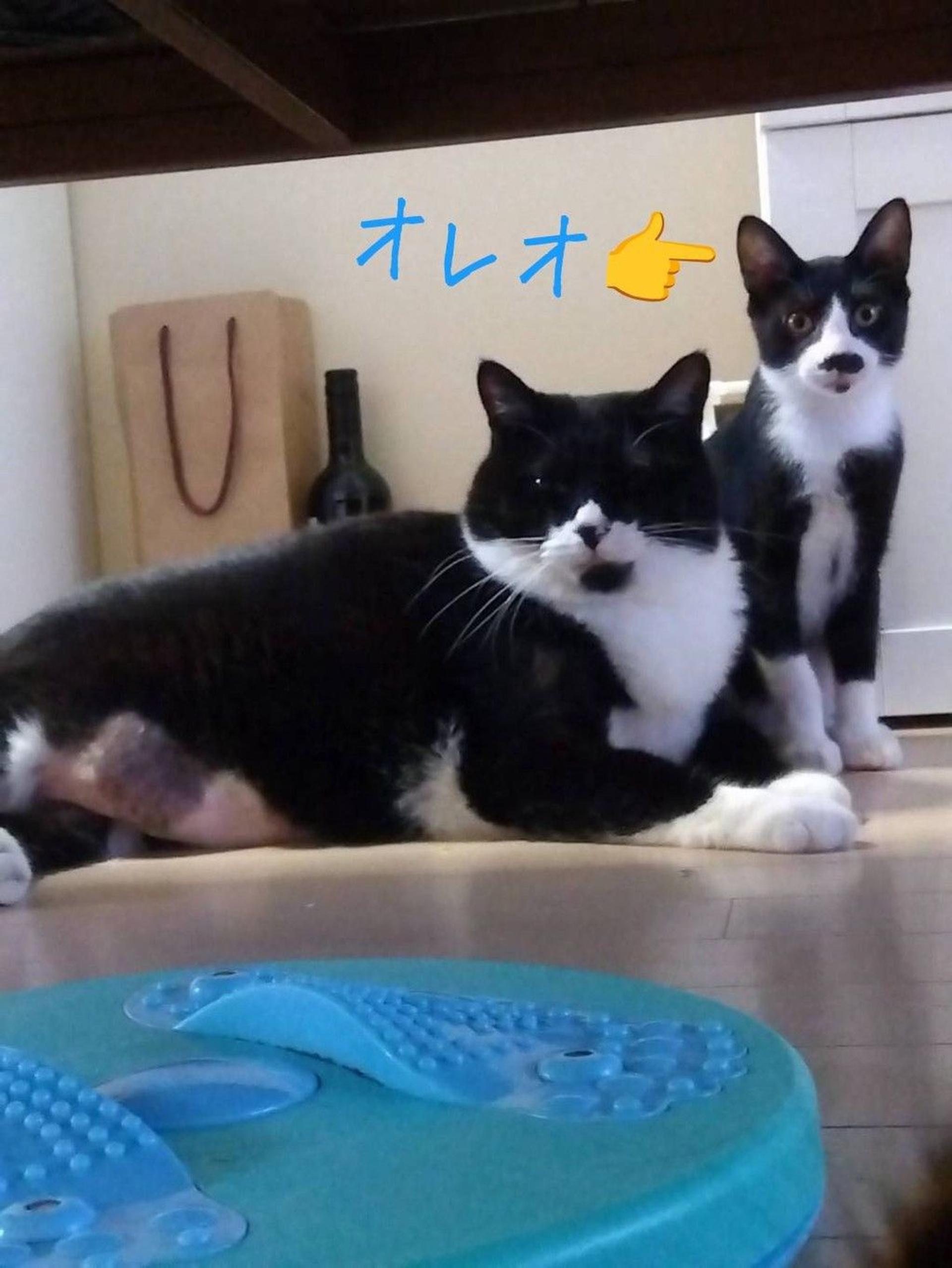 pet-image-5