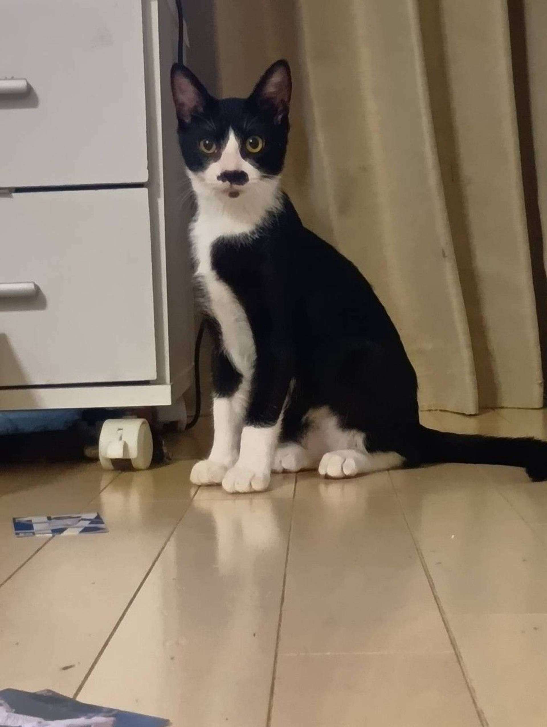 雑種（ミックス猫）・オスの里親募集の写真