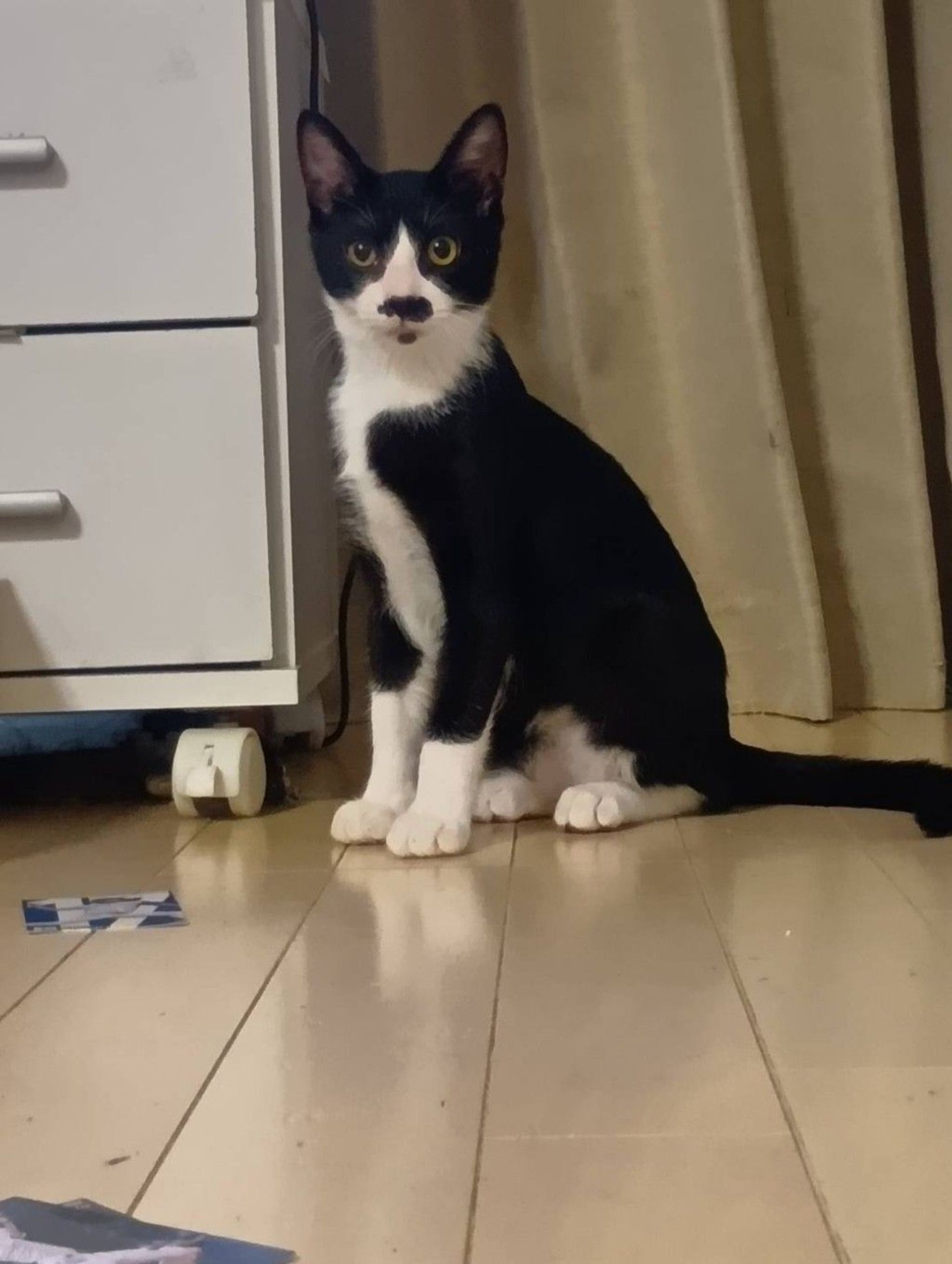 雑種（ミックス猫）・オスの里親募集の写真