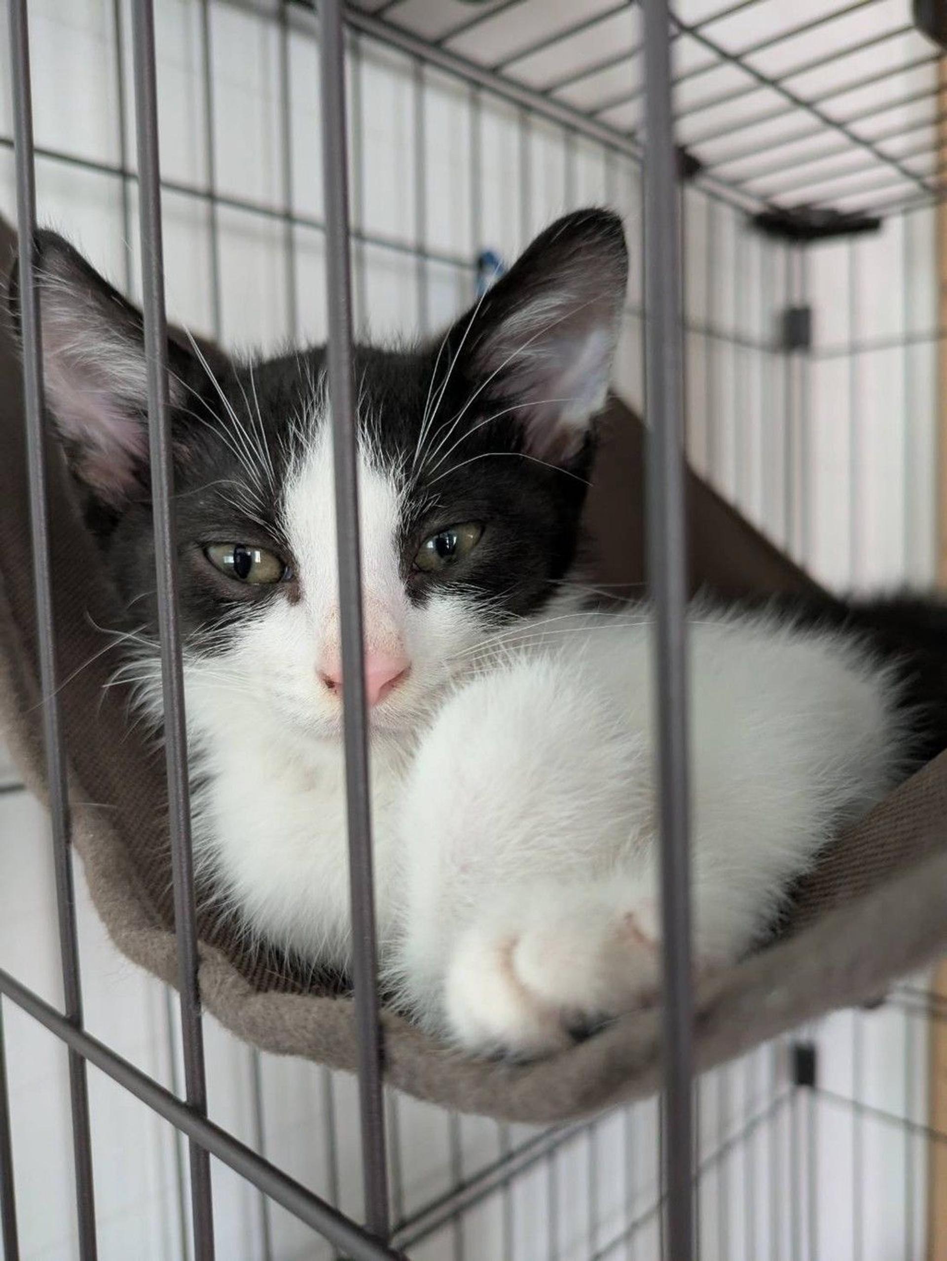 pet-image-5