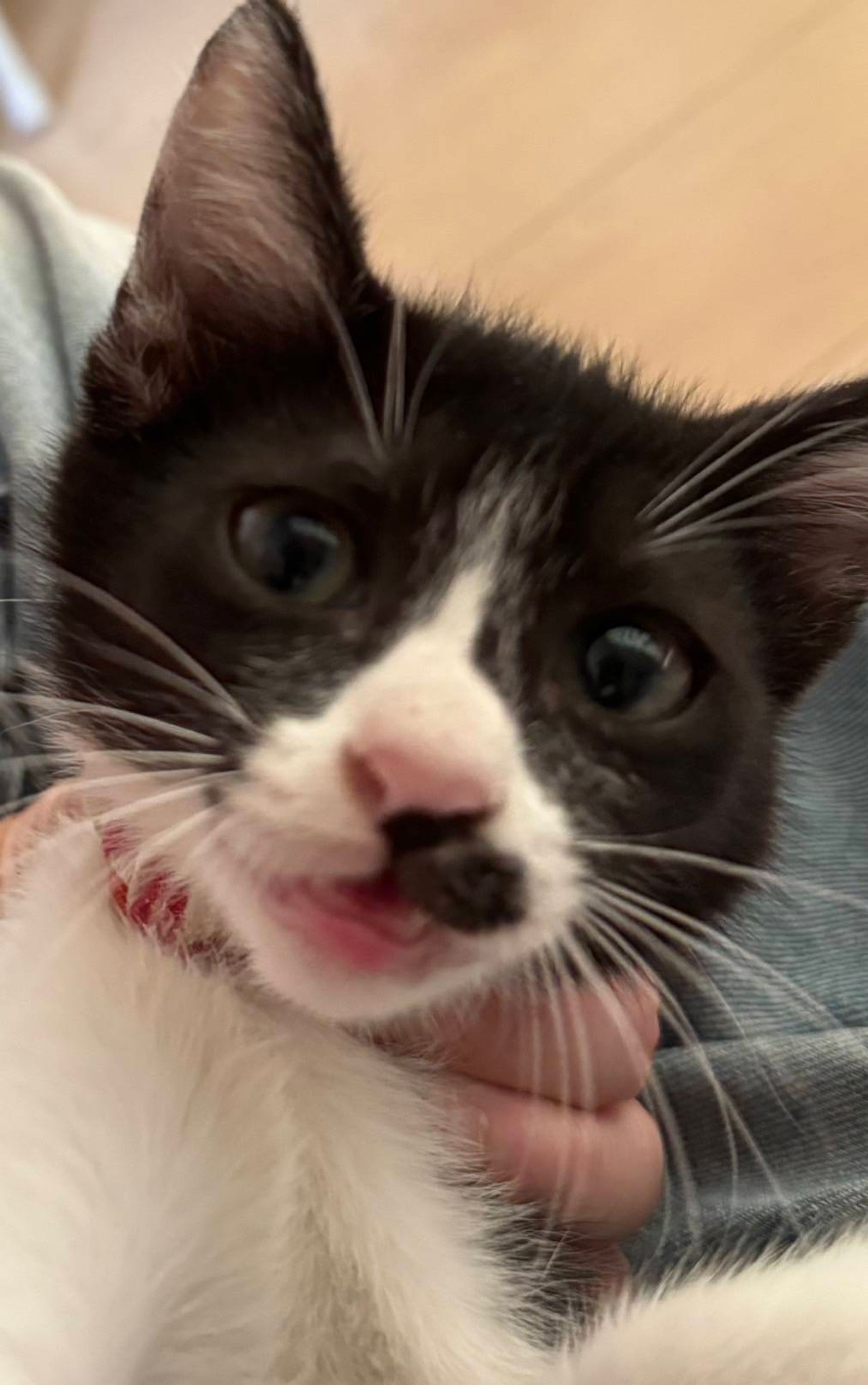 雑種（ミックス猫）・メスの里親募集の写真