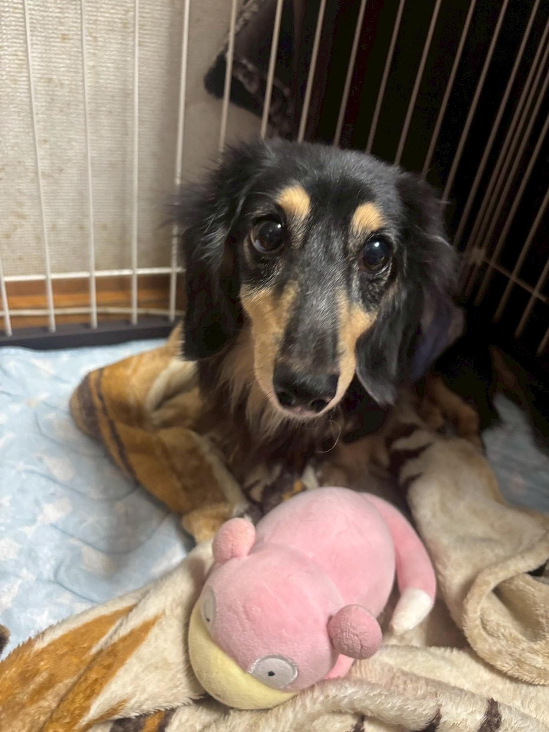 pet-image-3