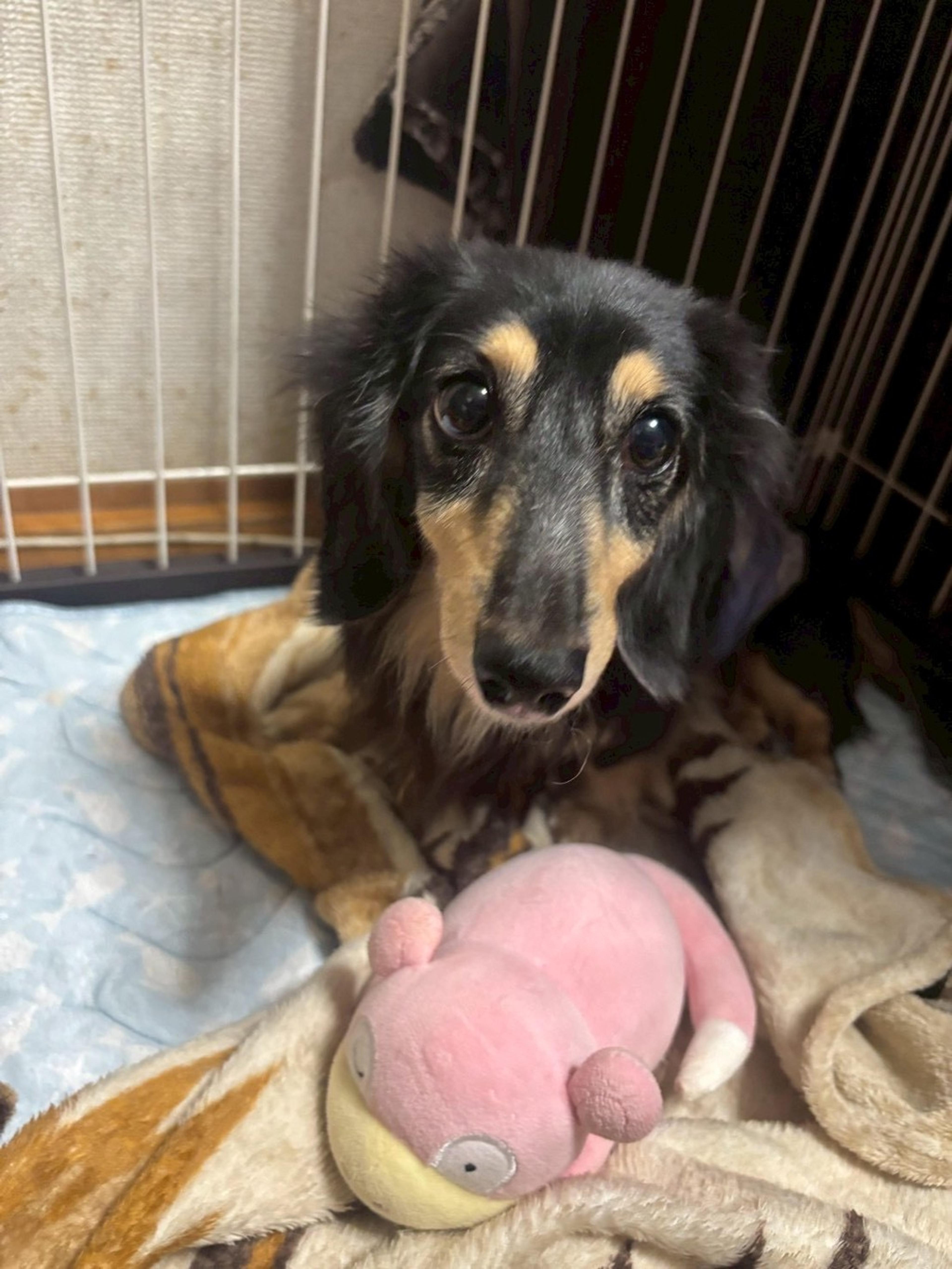 pet-image-3