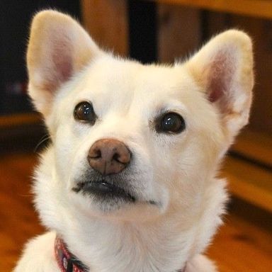雑種（ミックス犬）・メスの里親募集の写真