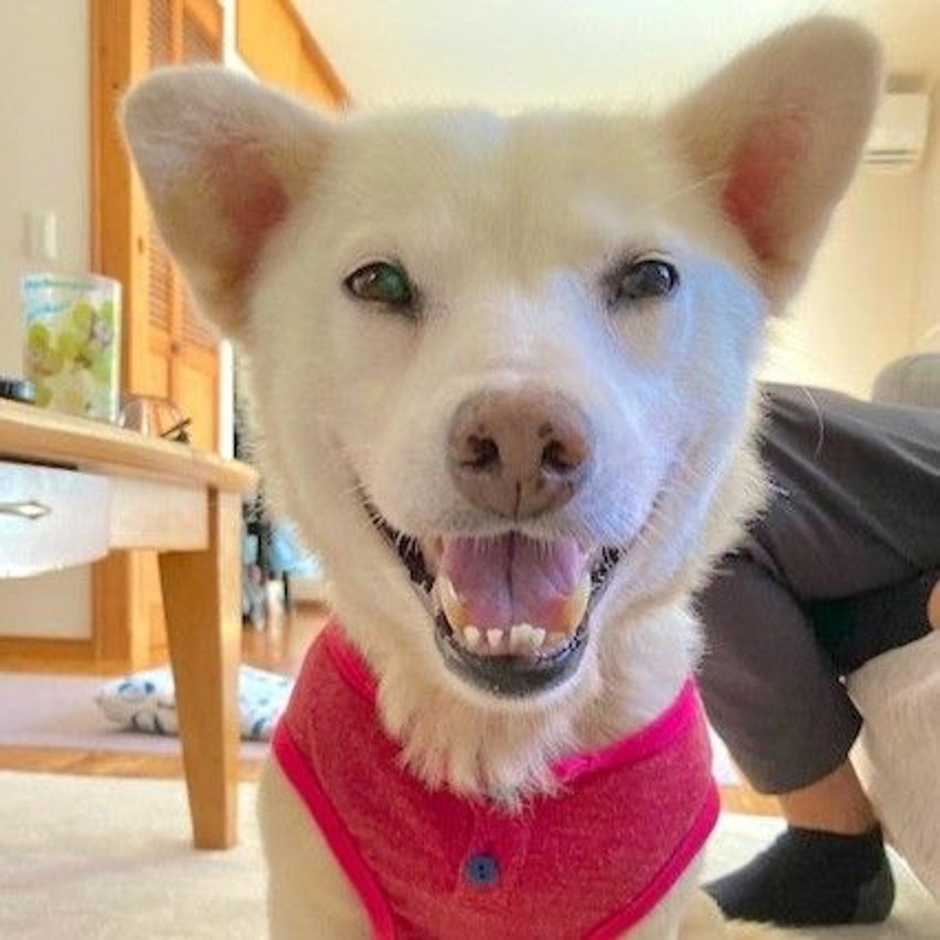 pet-image-2