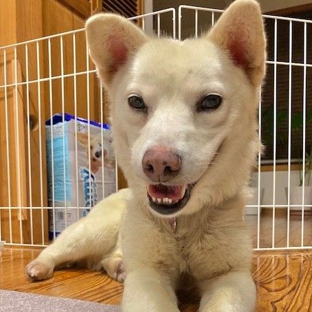穏やかな甘えん坊、短足キュート女子 | 雑種（ミックス犬