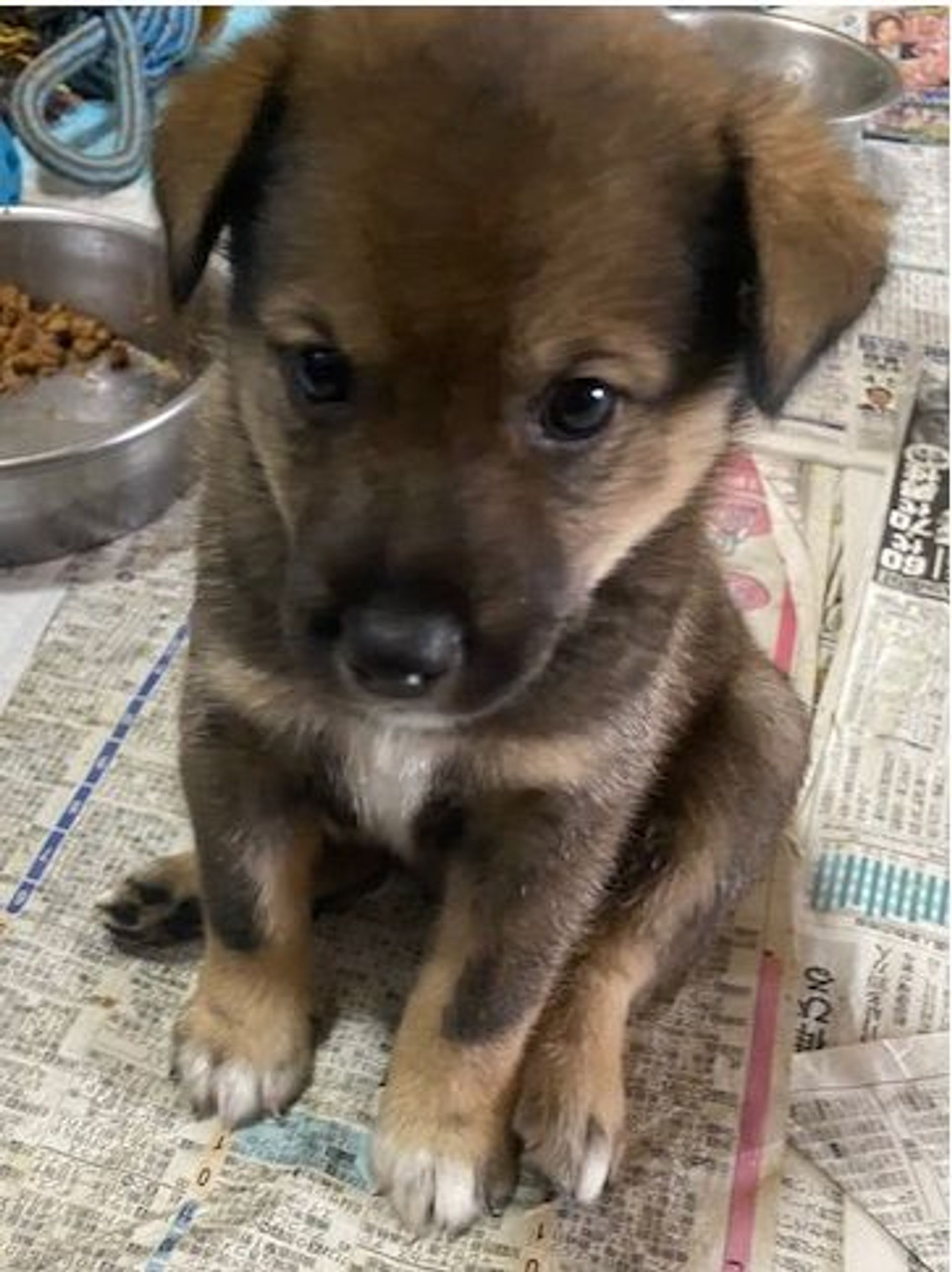 雑種（ミックス犬）・オスの里親募集の写真