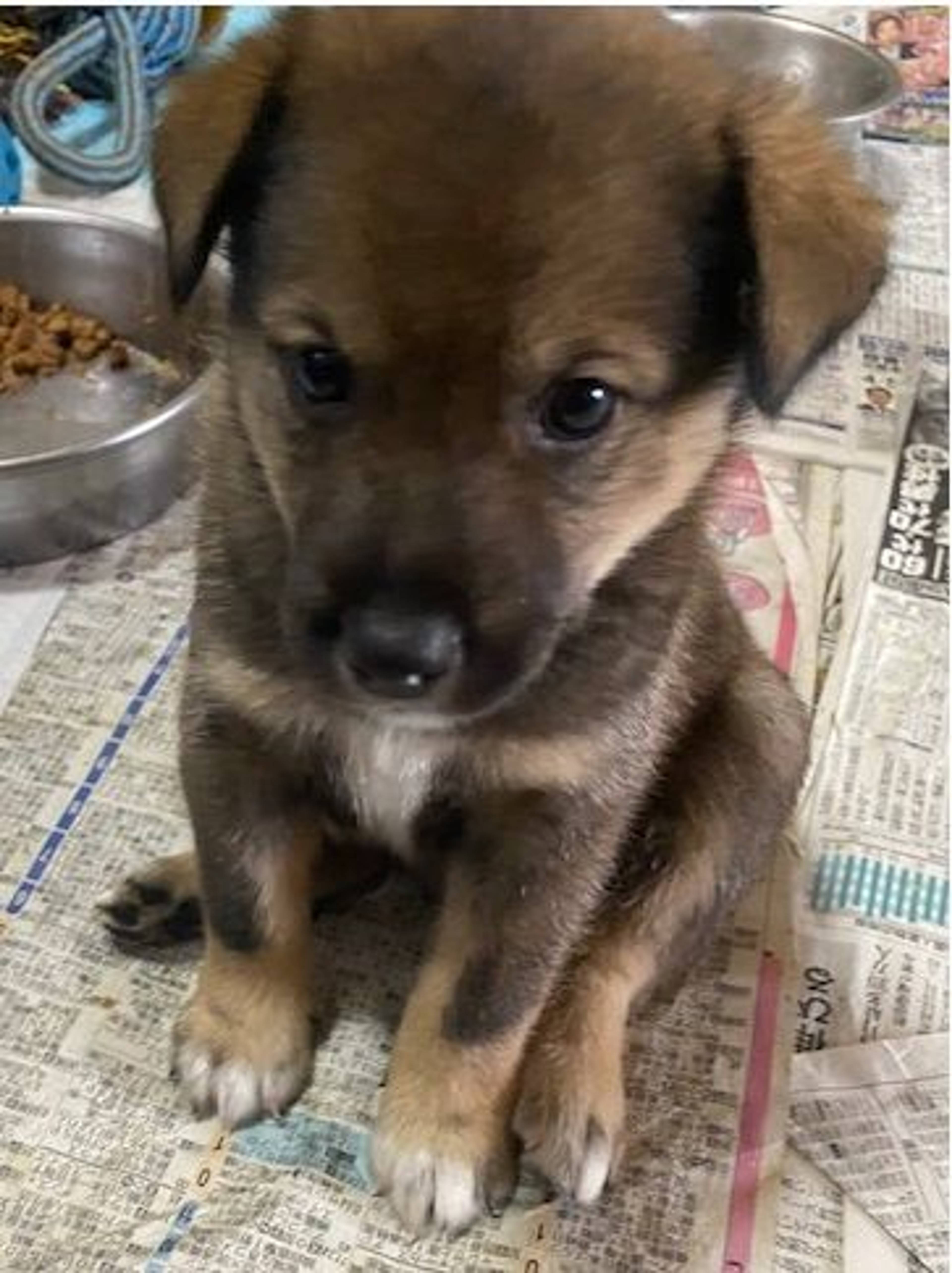 雑種（ミックス犬）・オスの里親募集の写真