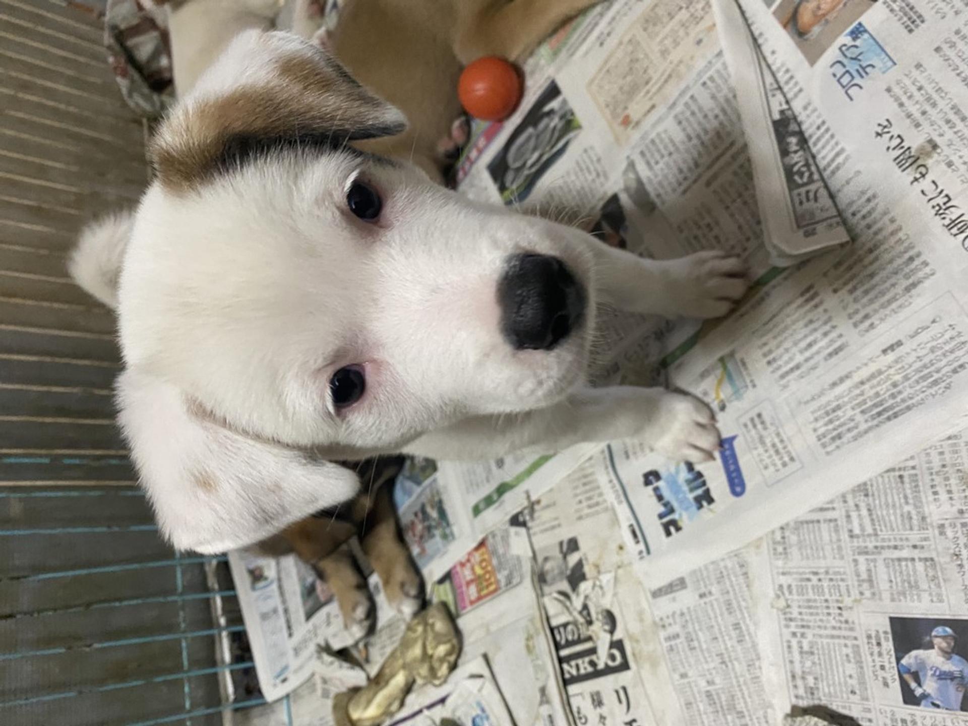 pet-image-4